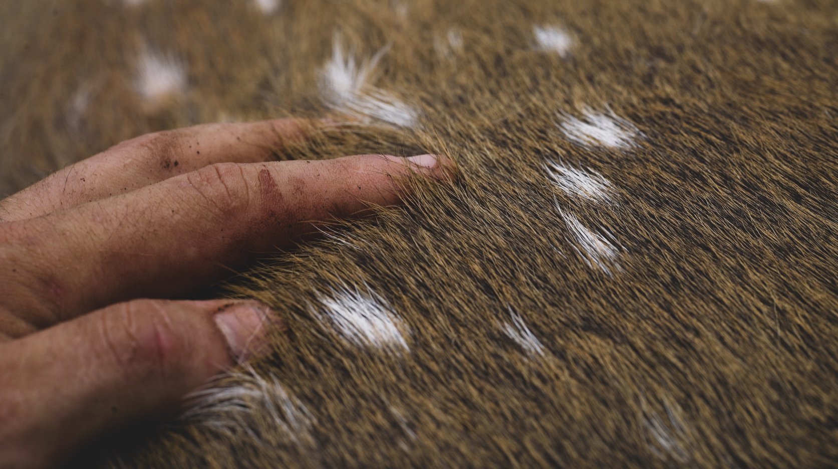 A hand runs fingers through the fur of a brown and white speckled animal, possibly a horse.