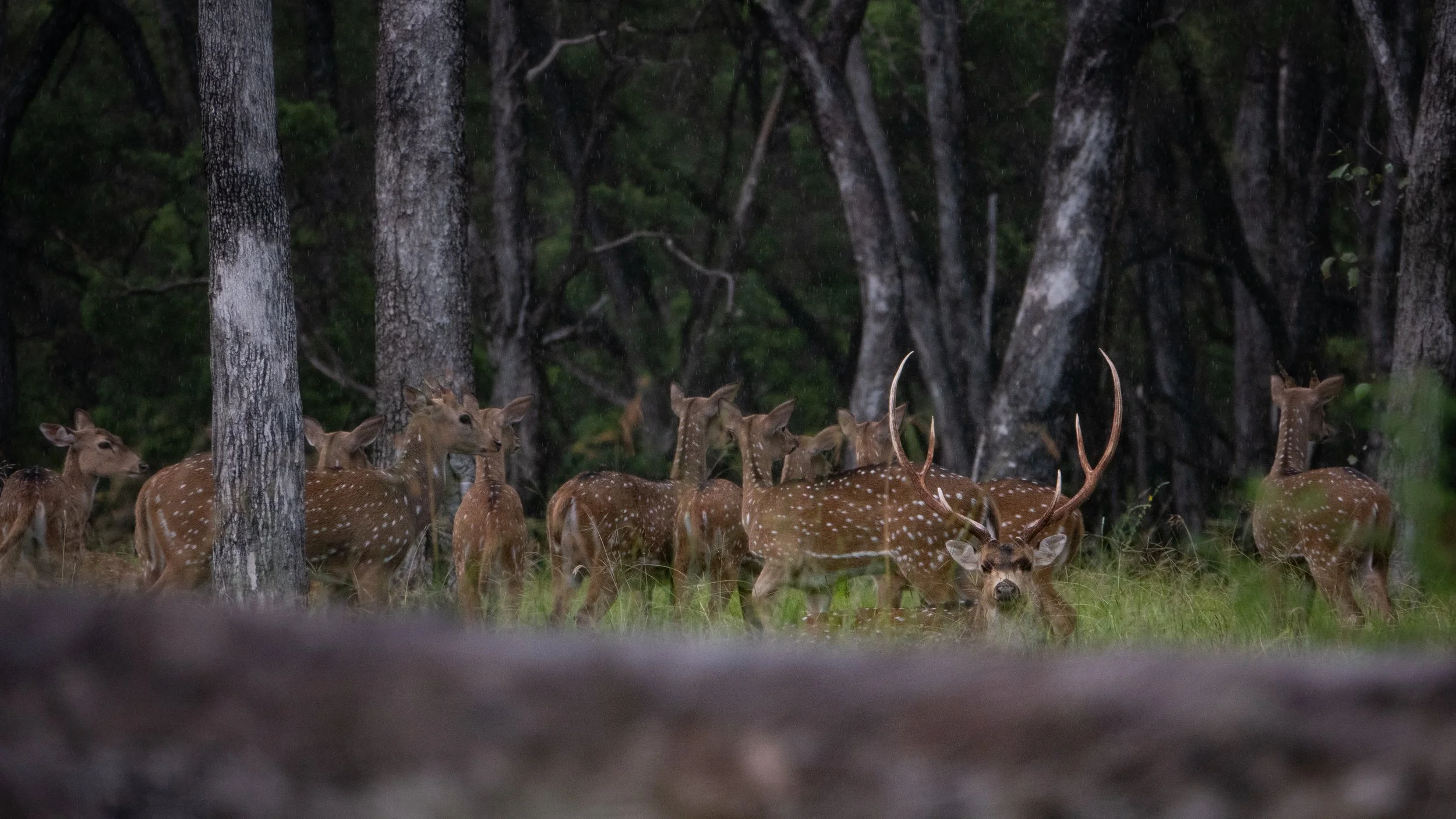 Group of deer, including a stag with antlers, standing among trees in a forest.