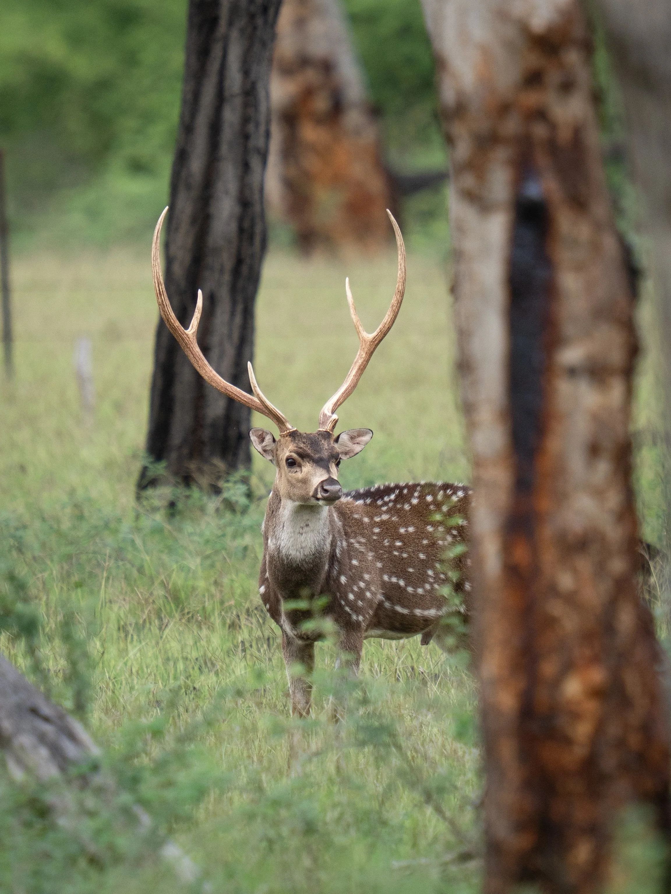 A deer with antlers standing in the woods, partially obscured by a tree trunk in the foreground.