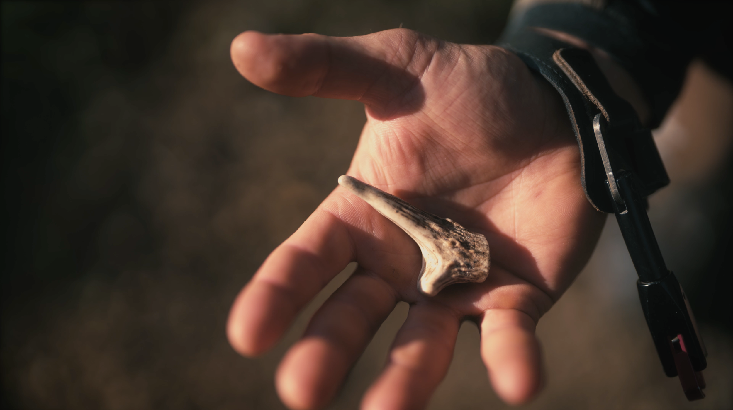 A person's hand holding a small antler, with the person wearing a black watch or bracelet, and a pen or tool in the other hand.