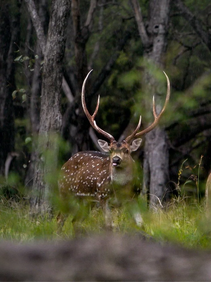 A deer with large antlers in a forested area.