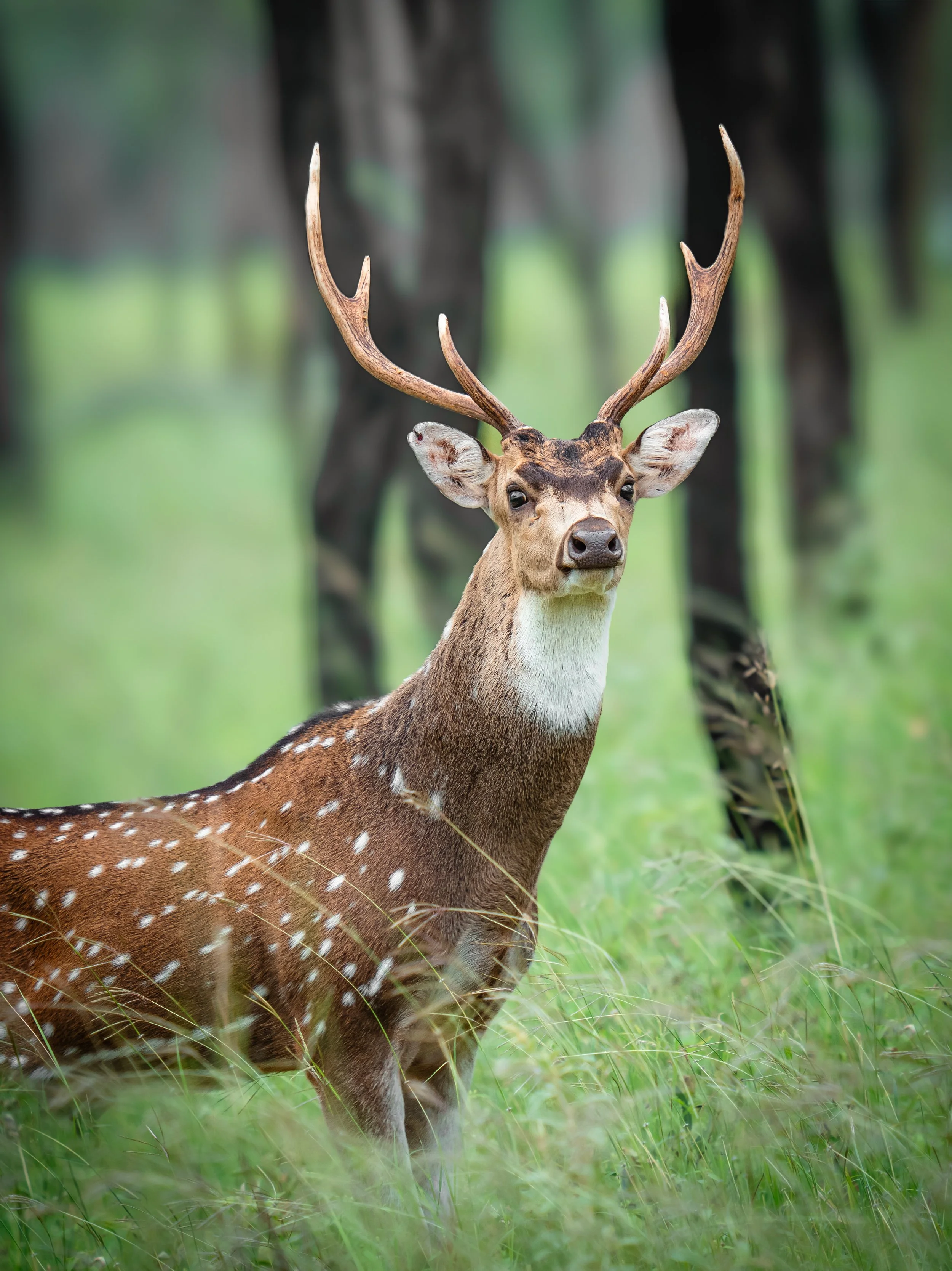 A deer with large antlers standing in a grassy area in front of trees.