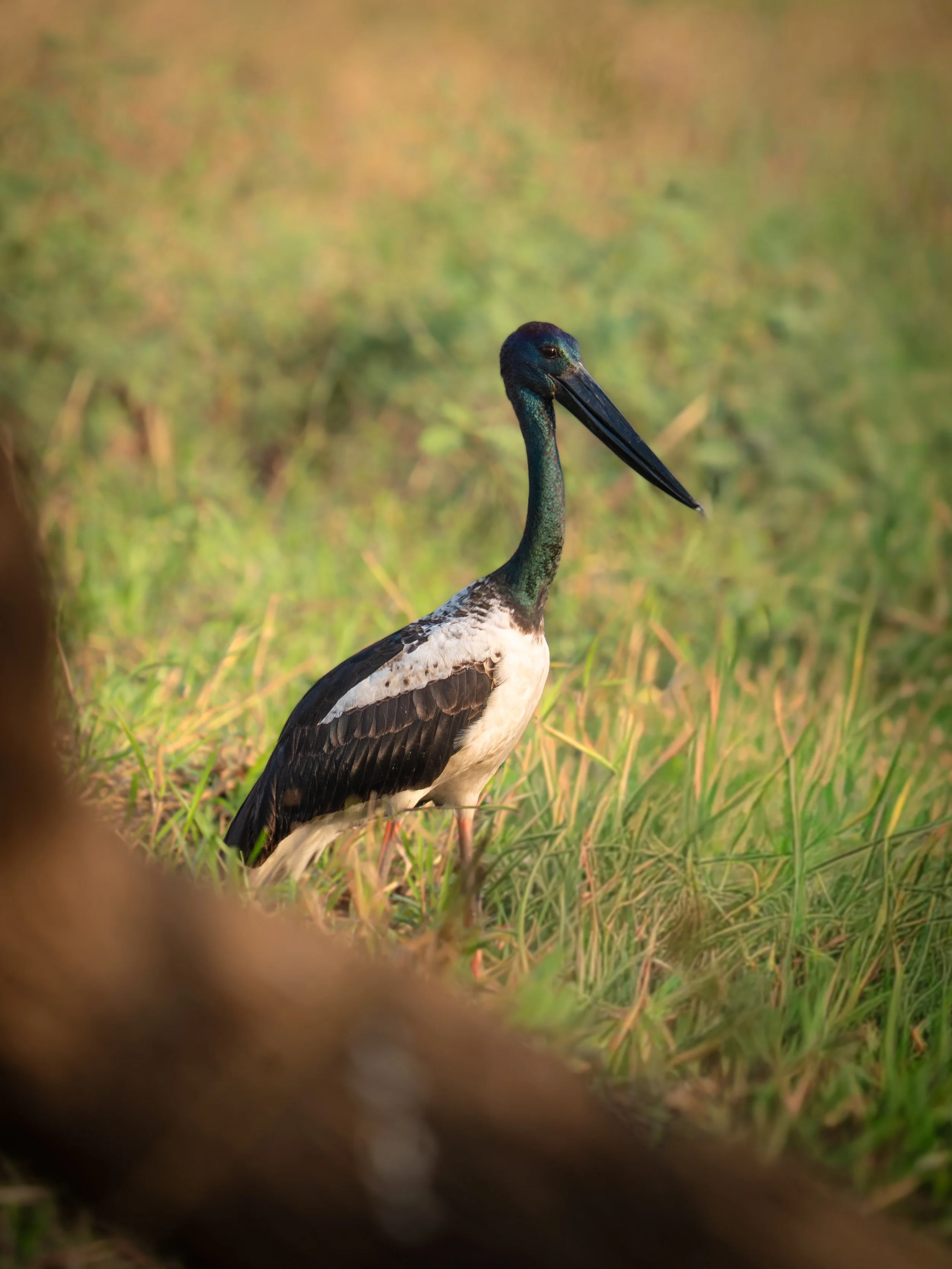 A close-up of a Jabiru or black - necked stork. This large bird is standing in a grassy area with a blurred background of green vegetation.