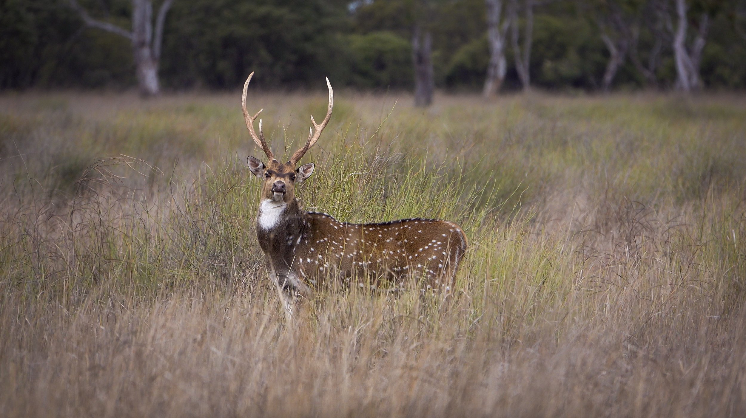 A deer with antlers standing in tall grass in a forest clearing.