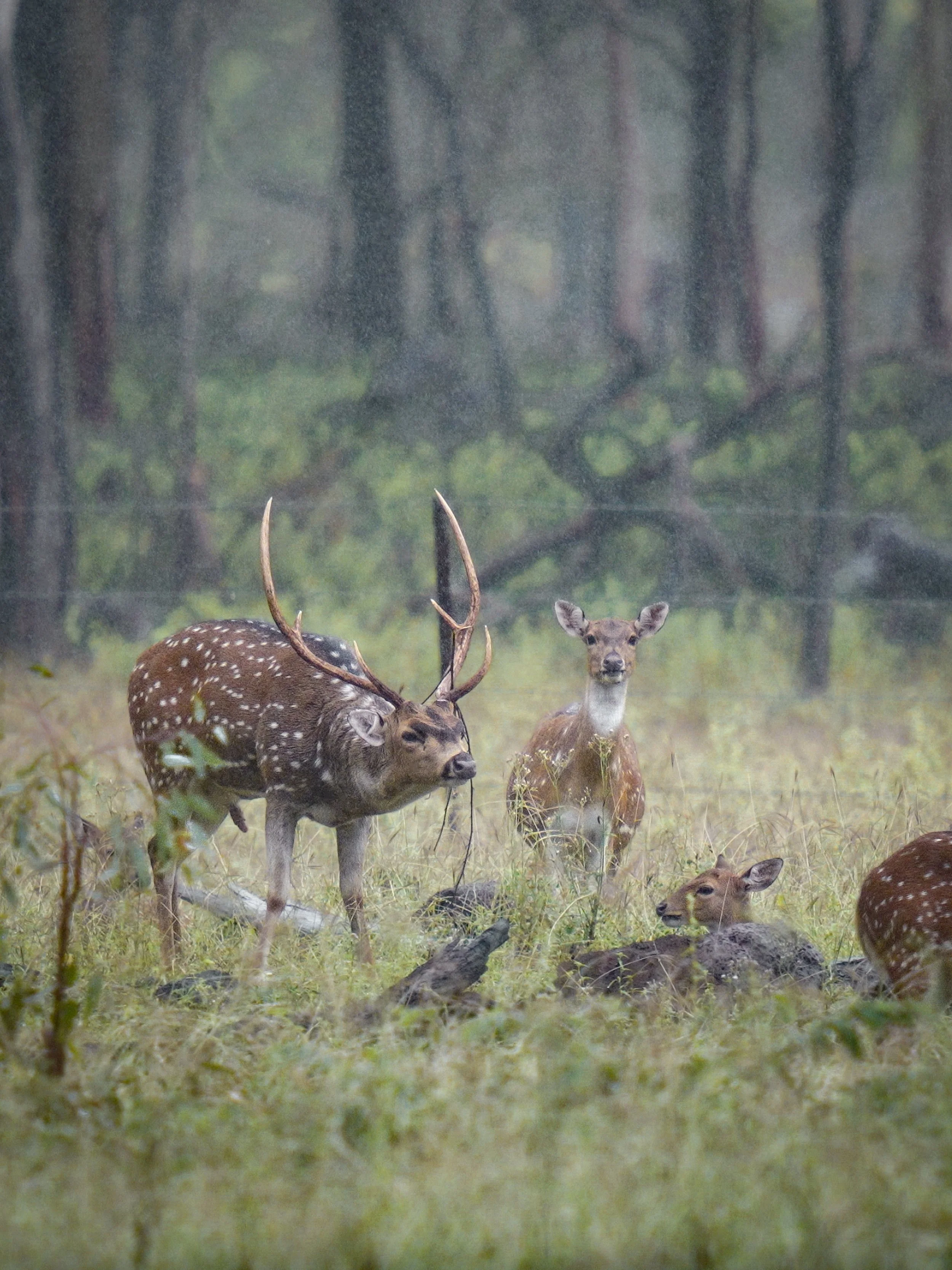 Deer with antlers and a fawn in a forested background during daytime.