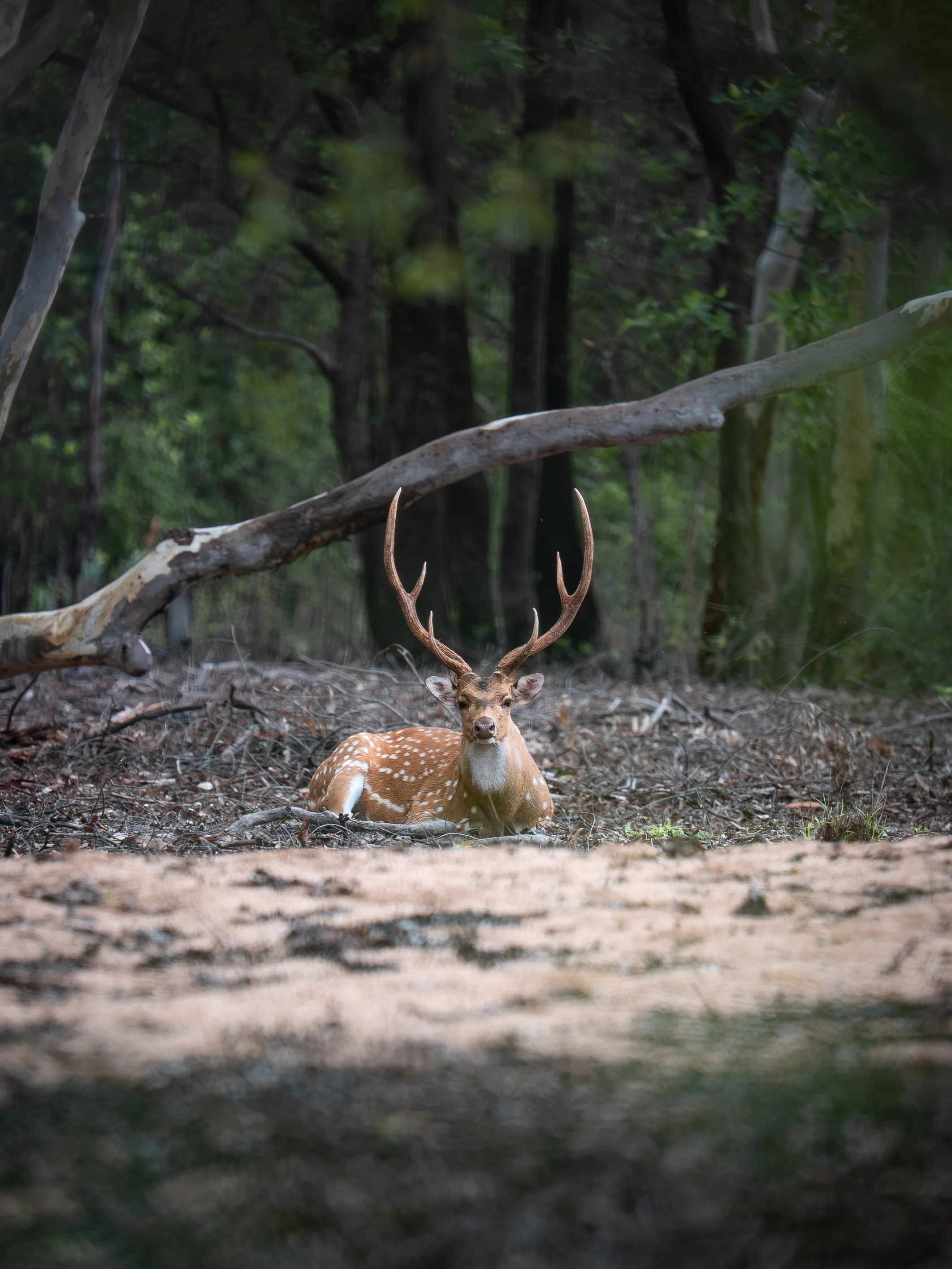 A deer with large antlers resting on the forest floor among trees and fallen branches.
