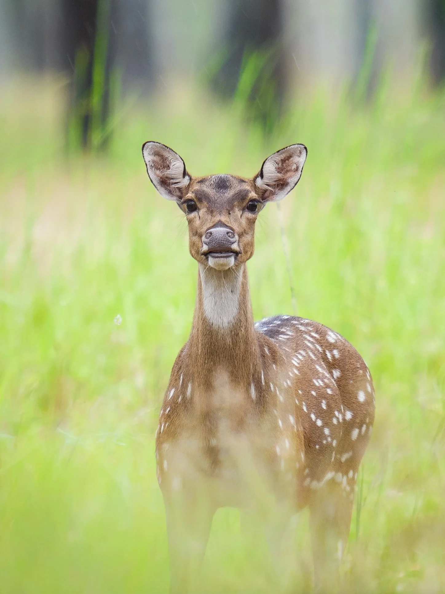 A young deer, likely a fawn, standing in a green field with tall grass. The deer has a brown coat with white spots and large ears.