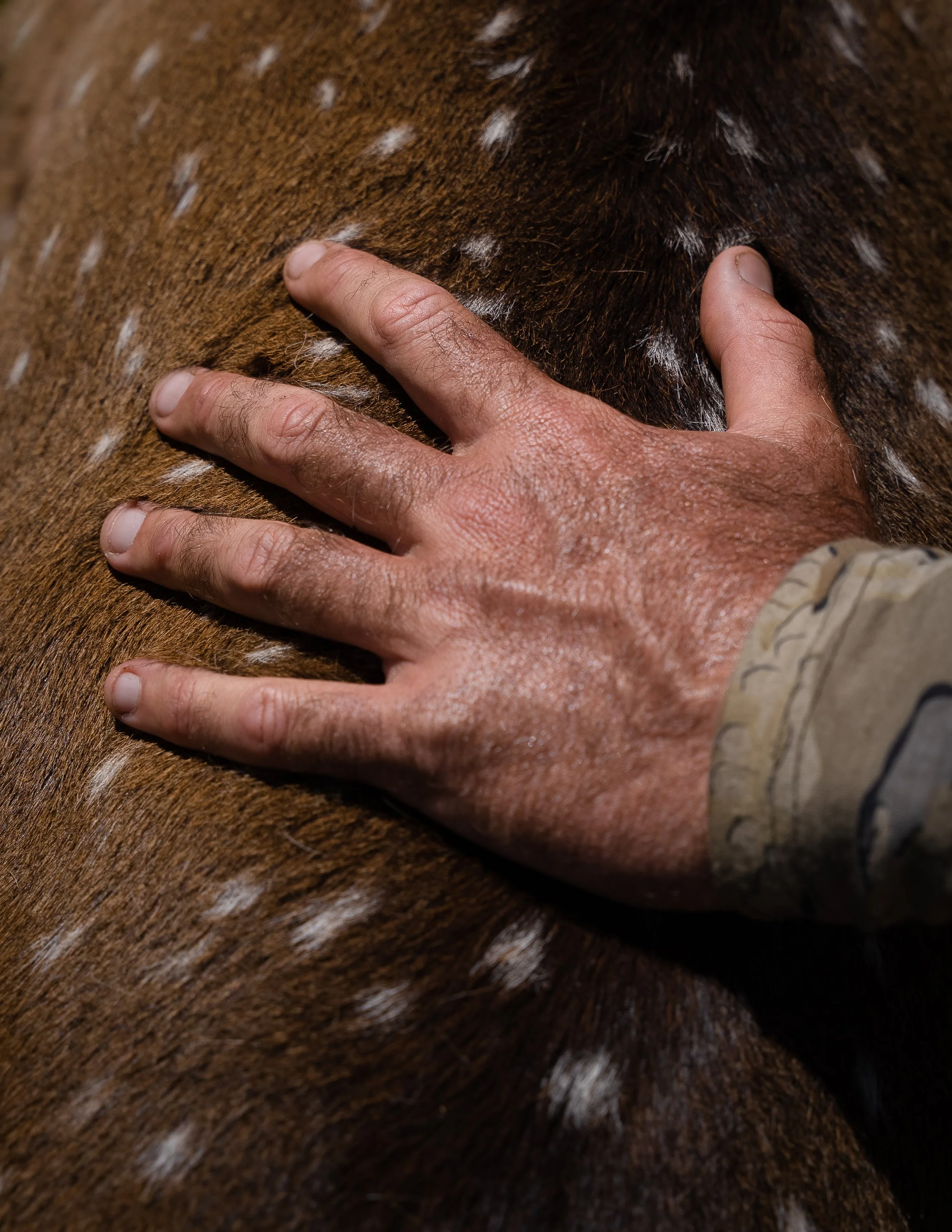 A person’s hand touching the side of a brown and white speckled horse.
