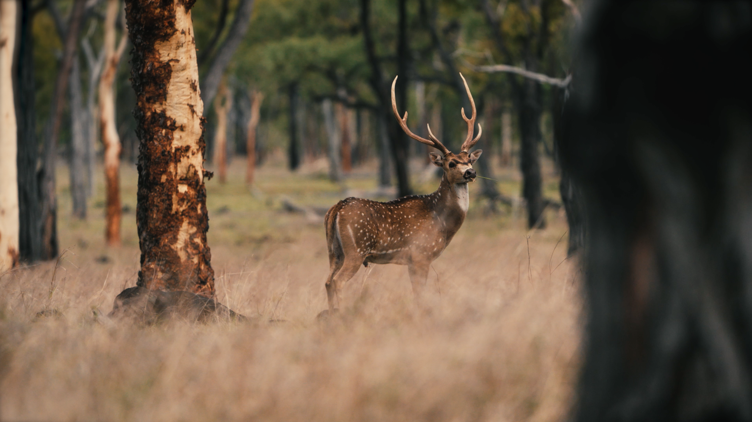 A male deer with antlers standing among trees in a forest, with a clear view through the trees.