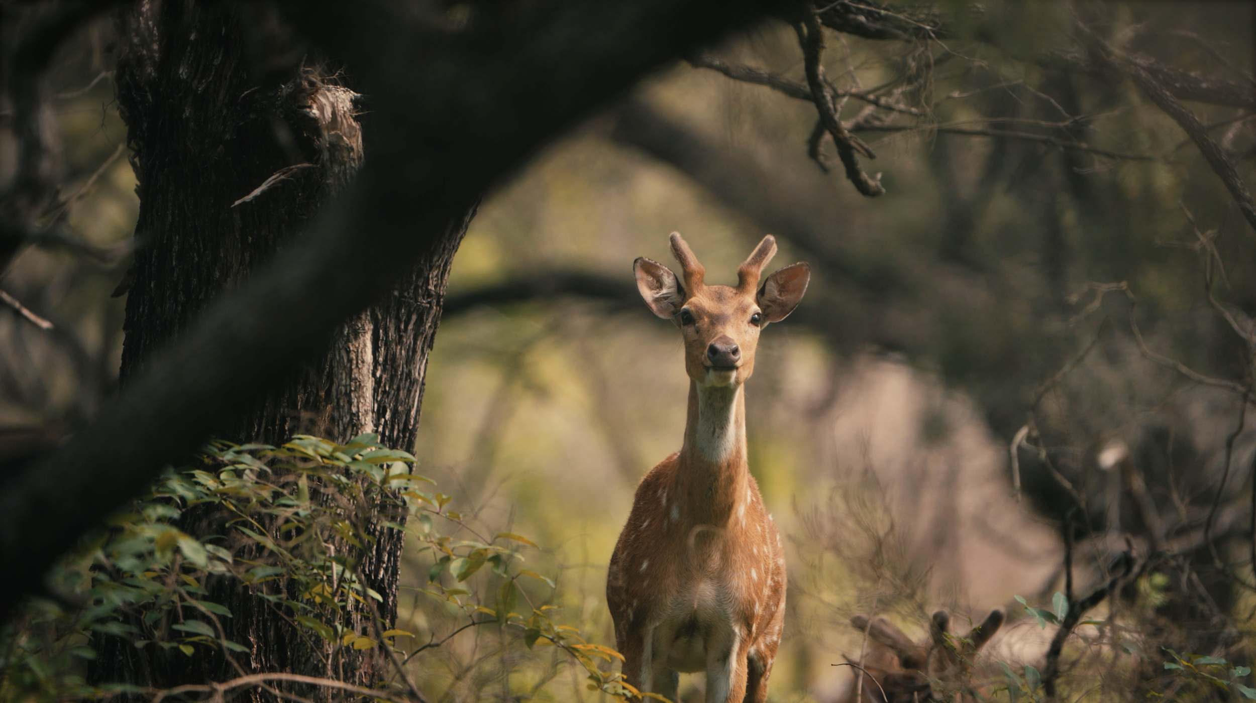 A chital deer spiker standing in a forested area with trees and greenery around.