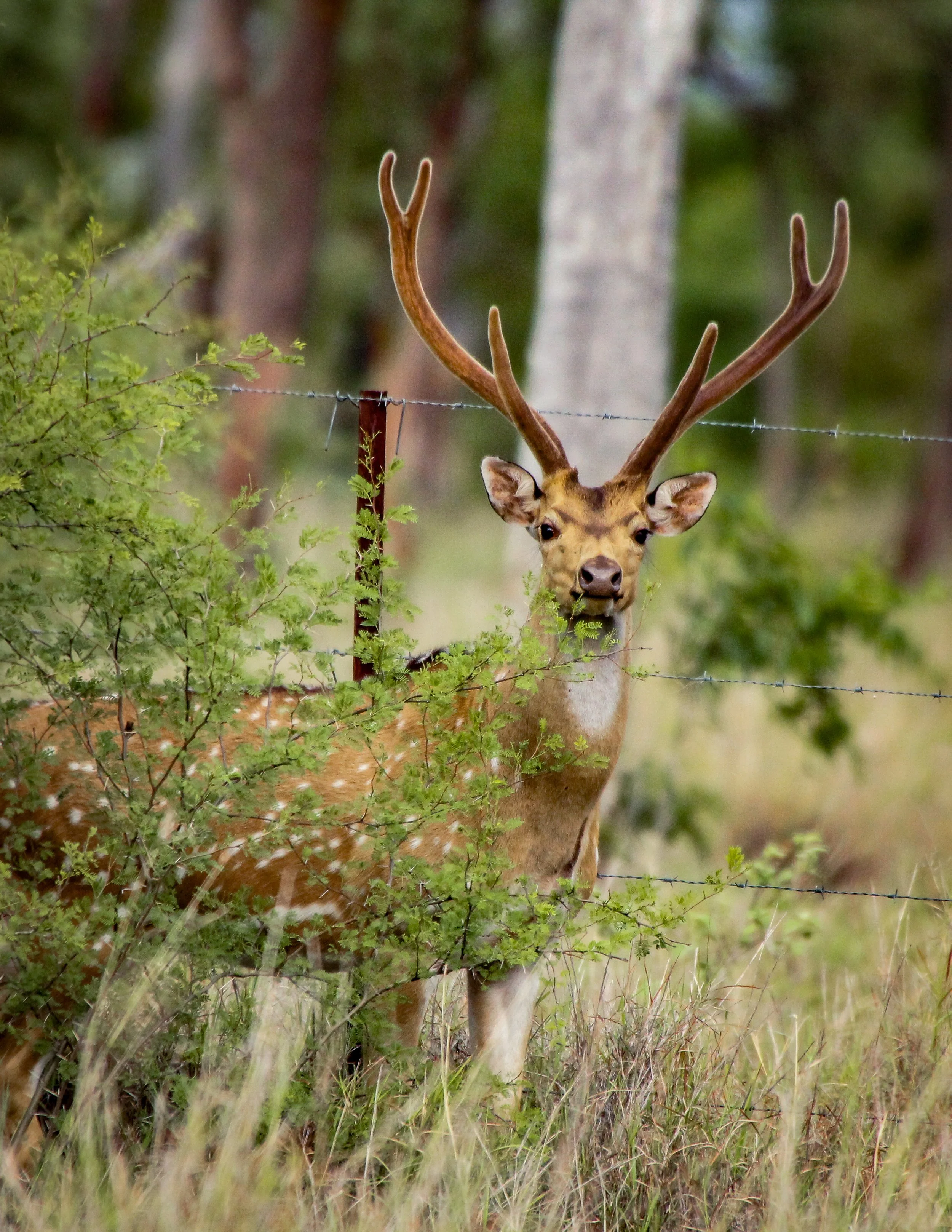 A deer with large antlers sticking above green shrubbery and a barbed wire fence in a forest or grassland setting.