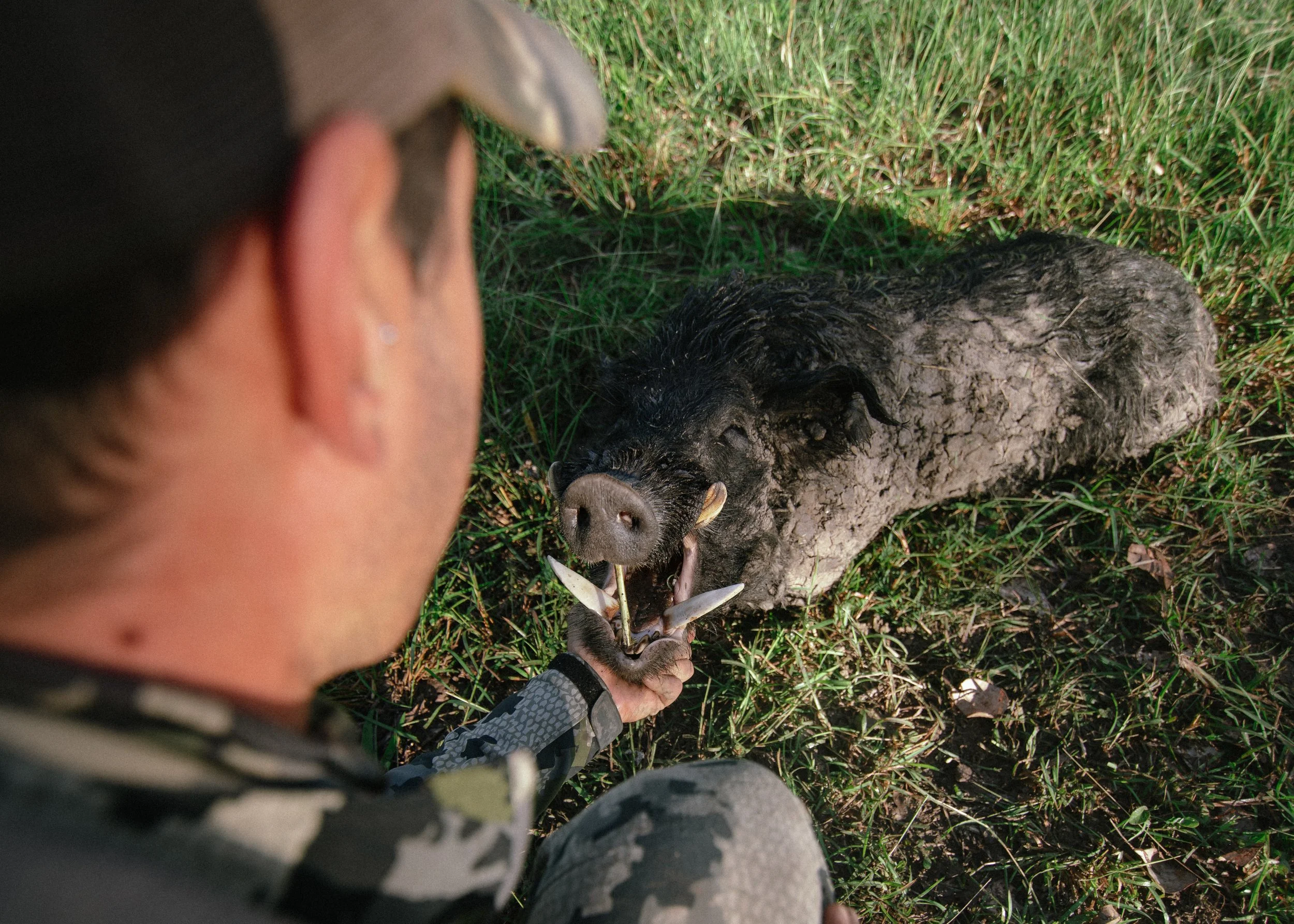A person wearing camouflage clothing is holding a dead, muddy wild boar by the leg on grassy ground.