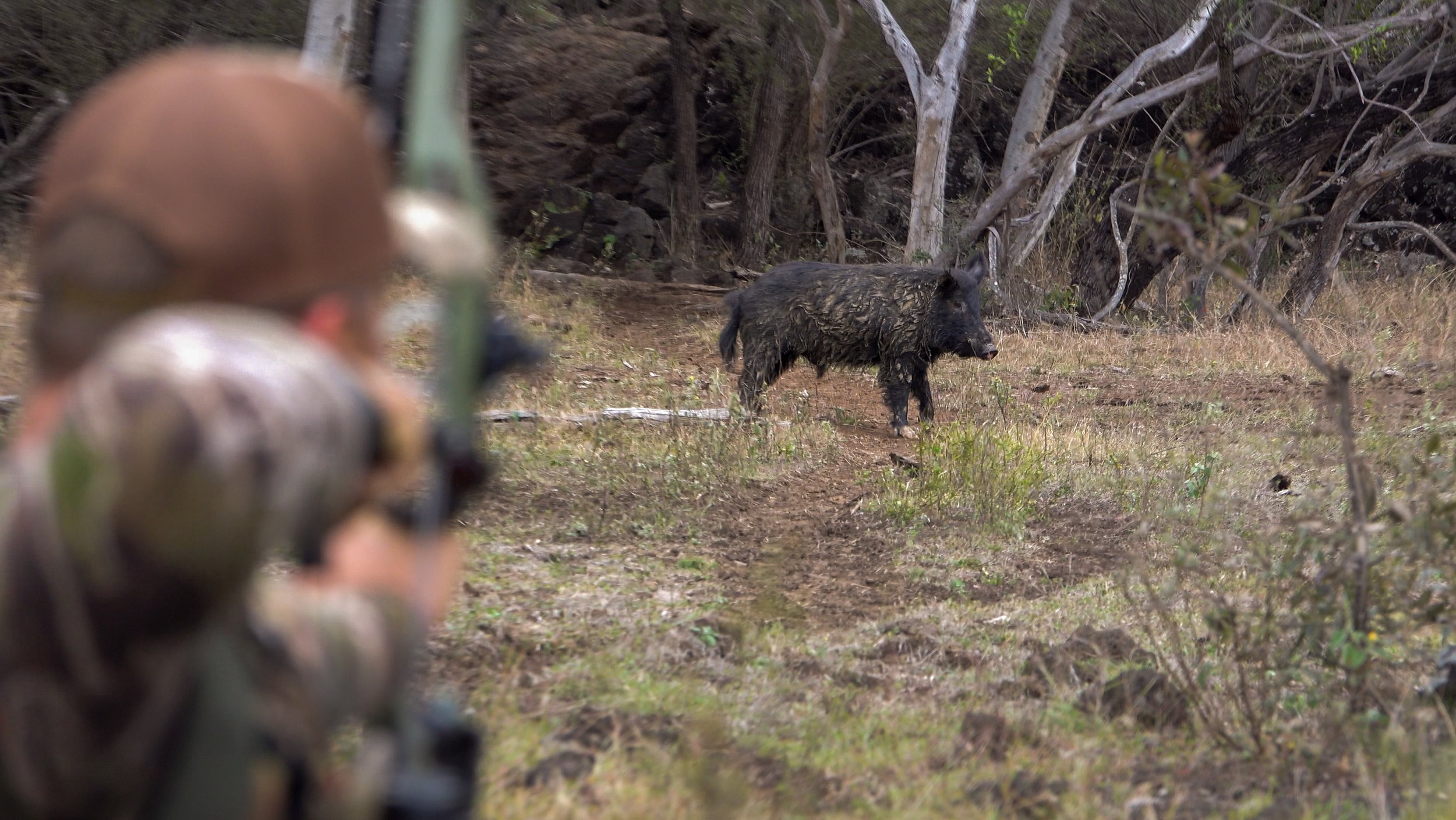 A person aiming a bow and arrow in a forest, with a wild boar in the distance.