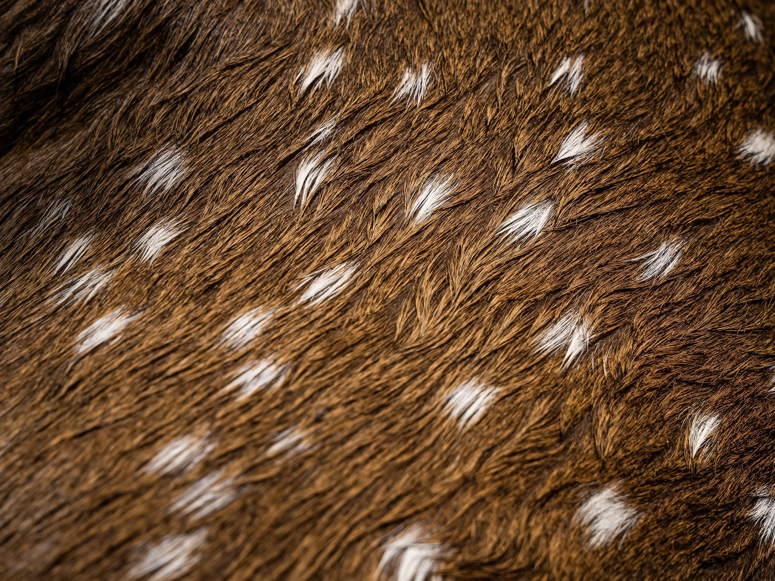Close-up view of a deer’s fur with brown hair and white spots.