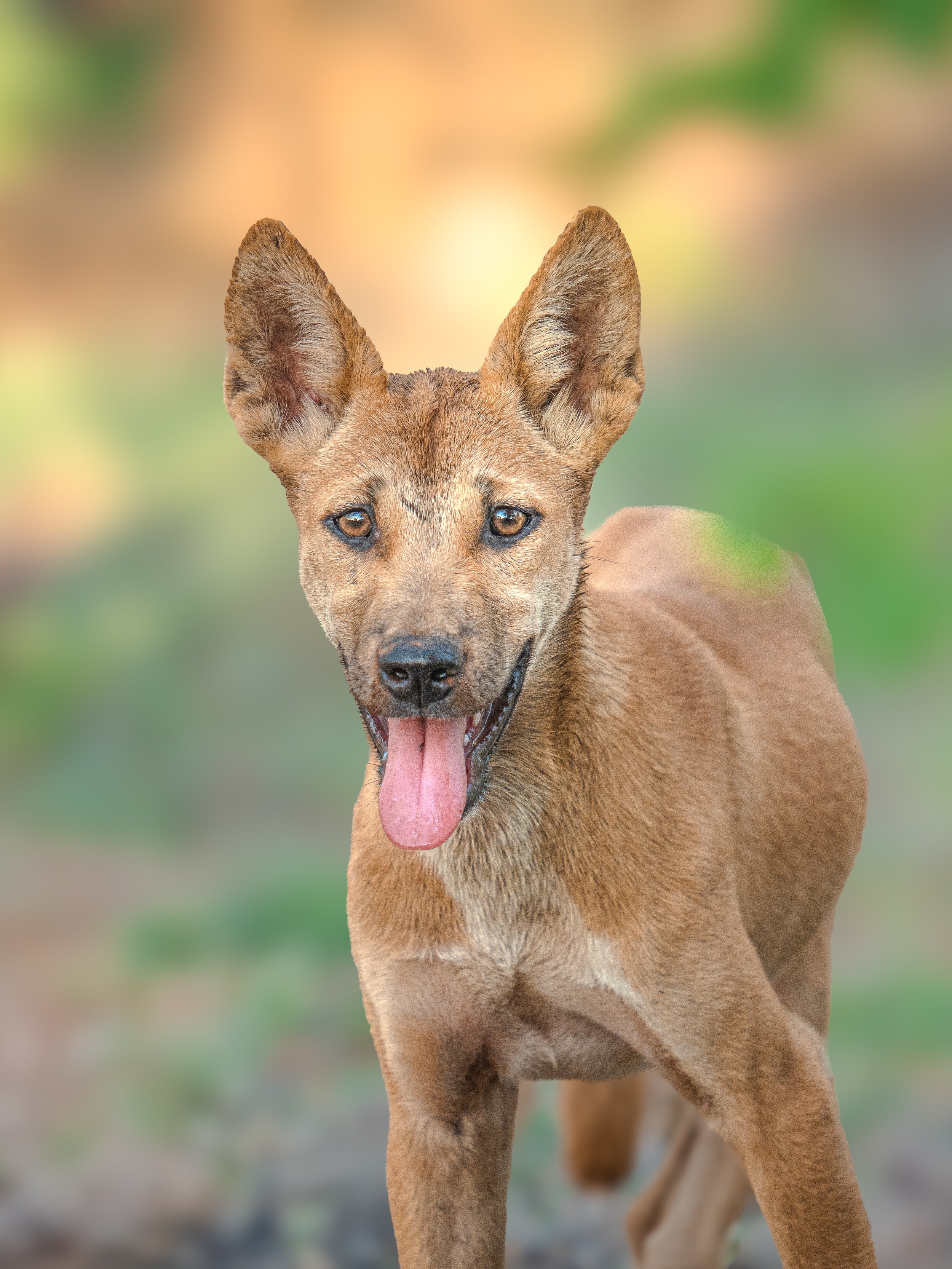 A close-up of a young, tan-colored dog with large ears, blue eyes, and its tongue out, standing outdoors with a blurred green and brown background.