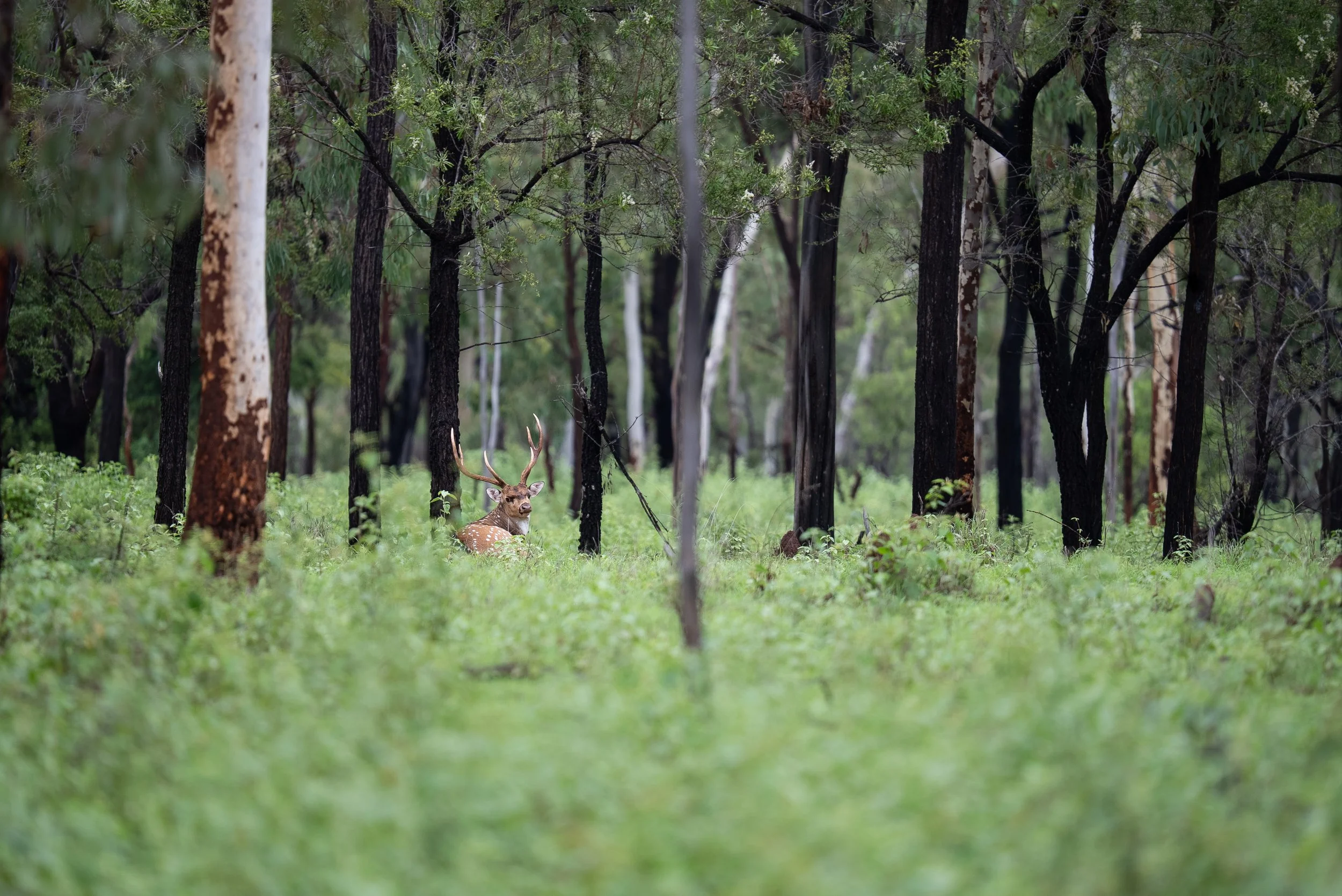 Deer with antlers resting on the grass in a forest with tall trees and green foliage.