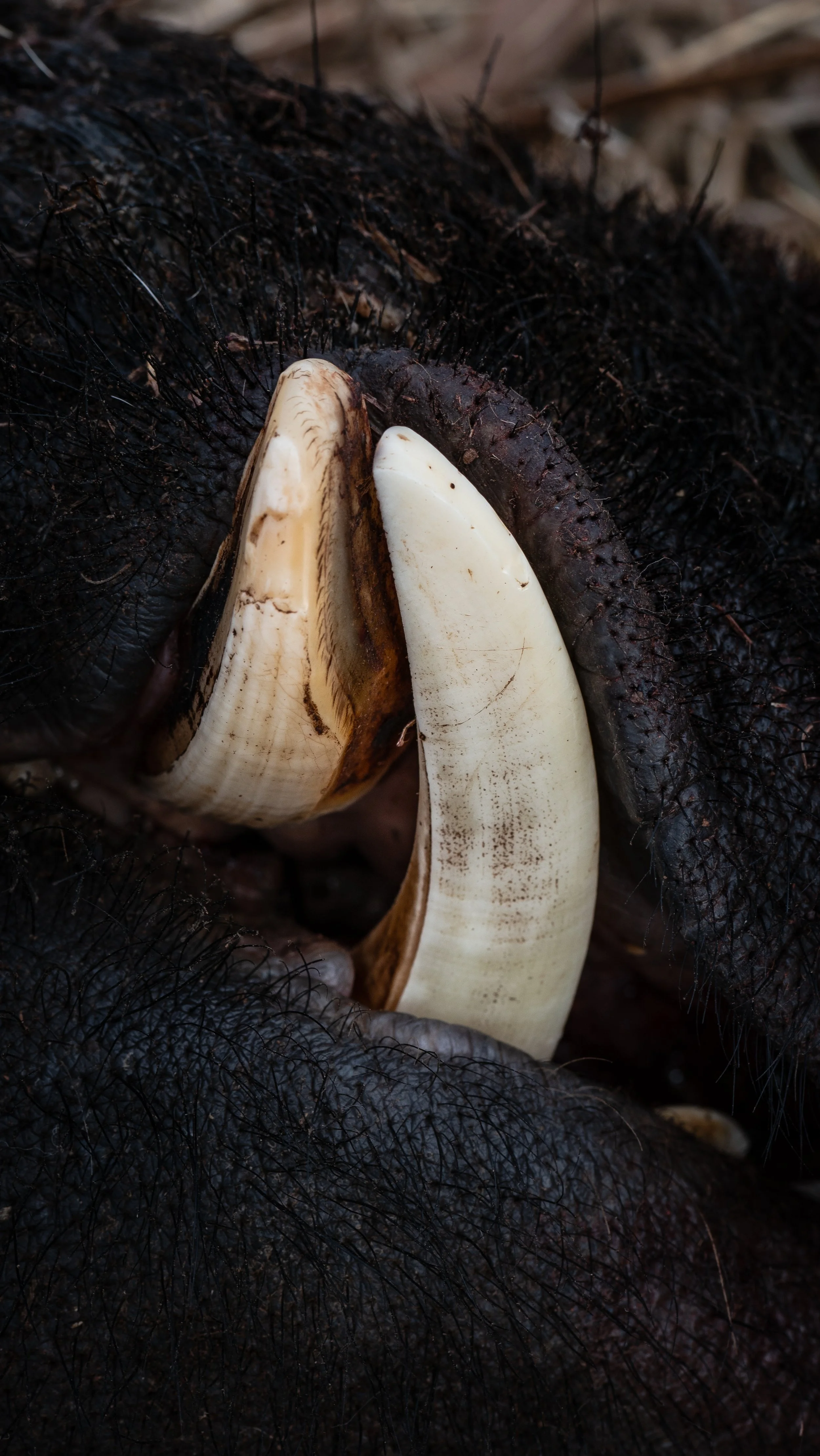 Close-up of two large animal teeth or tusks with a black, hairy, textured surface surrounding them.