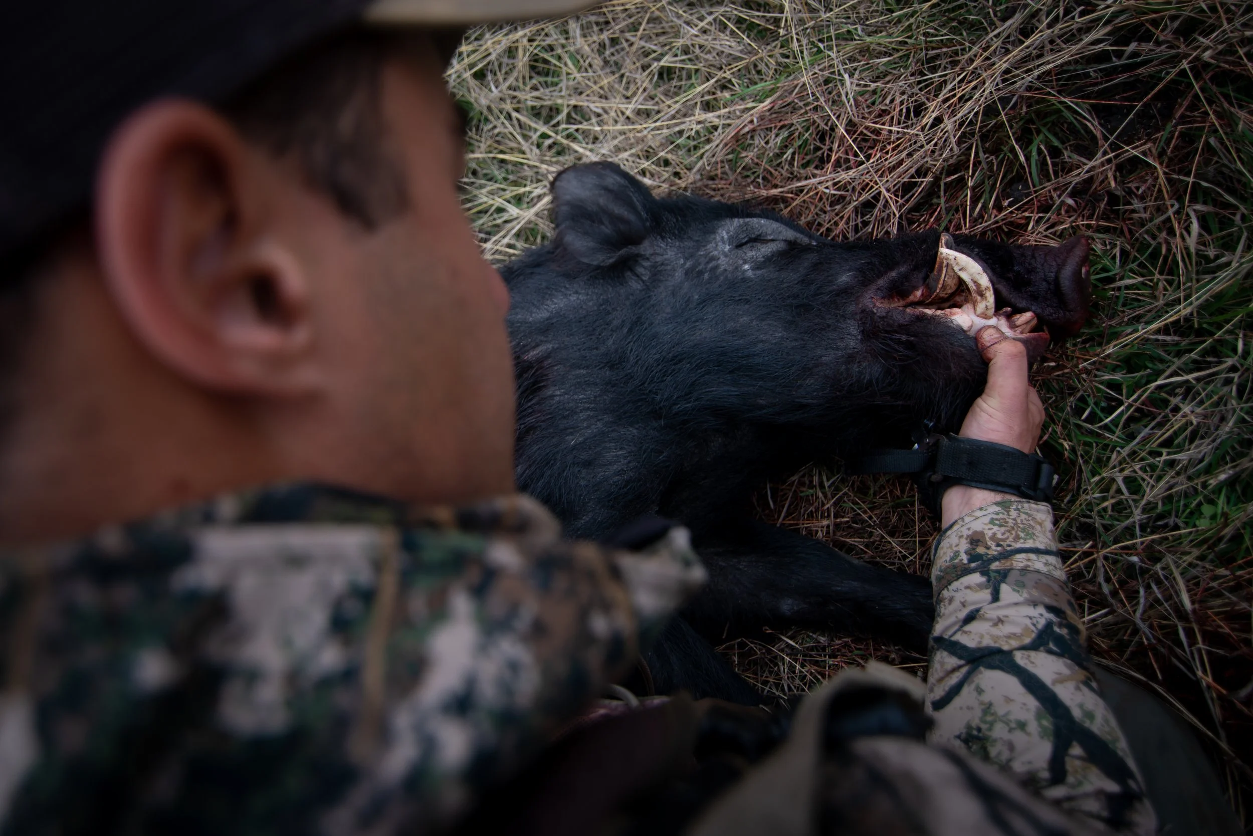A person in military camouflage uniform examining a black wild pig lying on its side in tall grass, holding its mouth open.