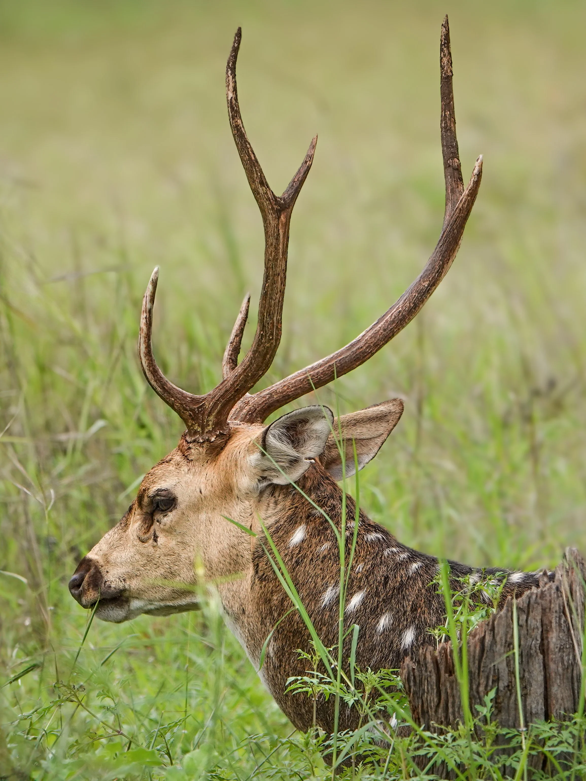 A deer resting on the grassy ground, with large antlers and a background of green grass and plants.