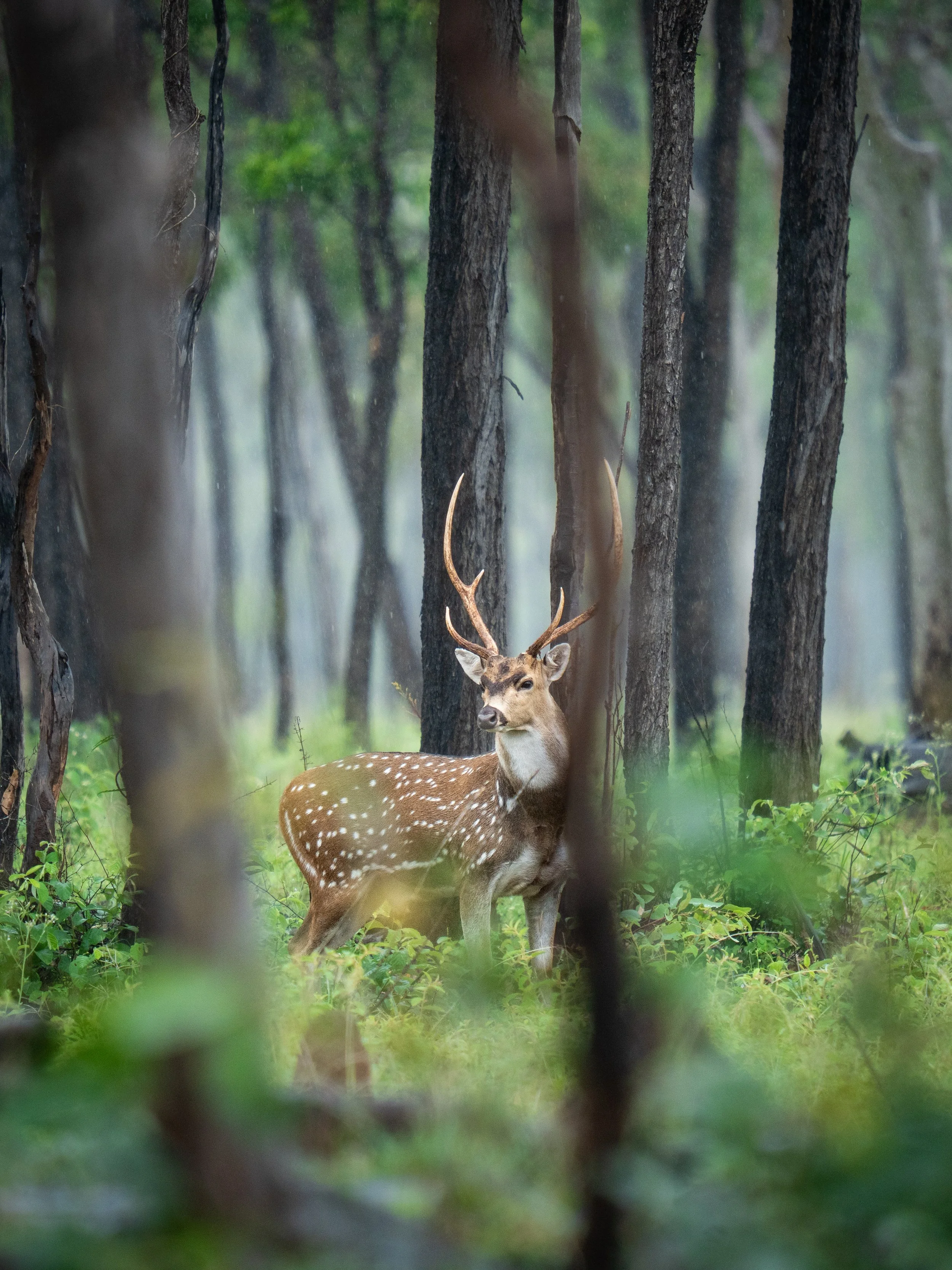 A deer with antlers standing among trees and greenery in a forest, seen through blurred branches in the foreground.