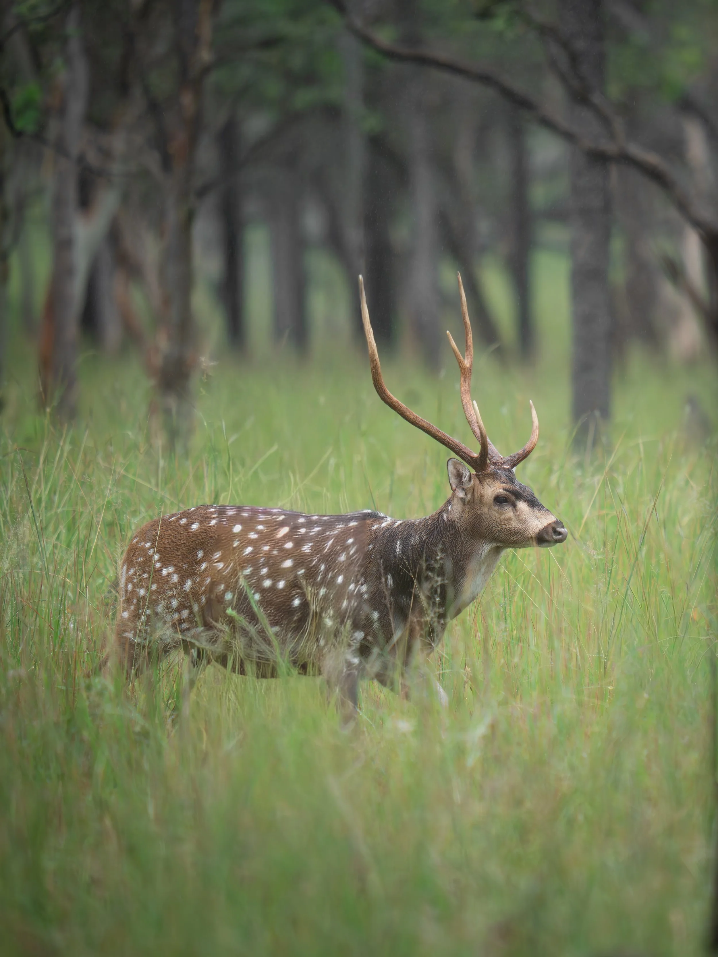 A deer with antlers standing in a grassy field with a forest in the background.
