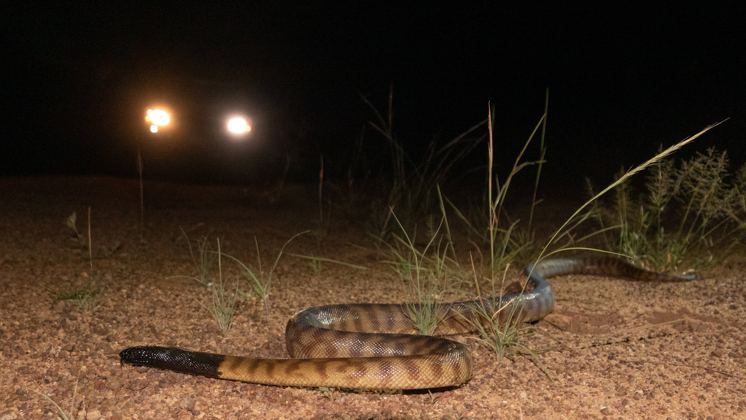 A snake on the ground with grass and plants around it, night scene illuminated by two bright headlights in the background.