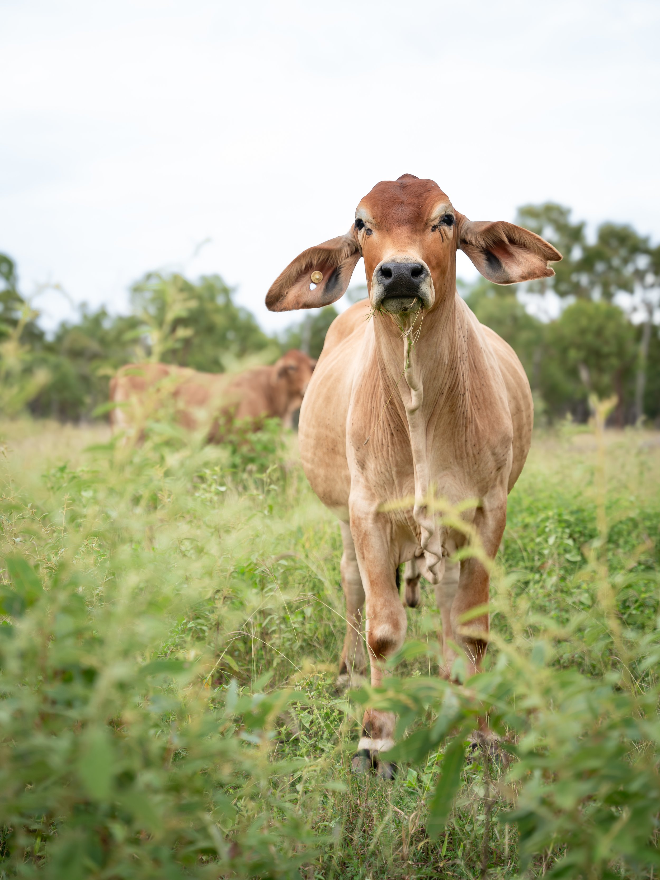 A brown calf standing in a grassy field with a few other cows and green trees in the background.