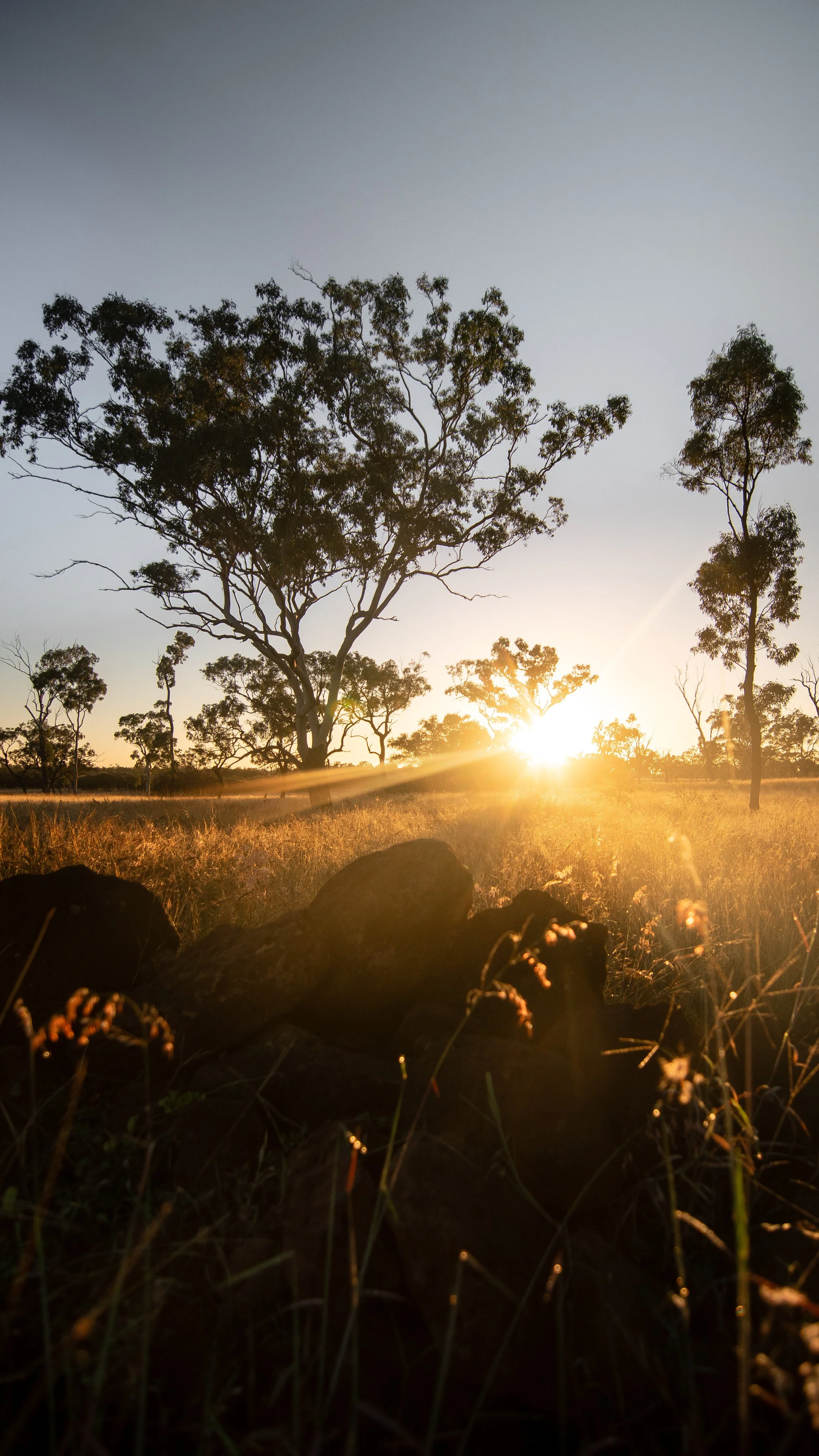 Sunset over a field with tall trees, rocks, and grass in the foreground.