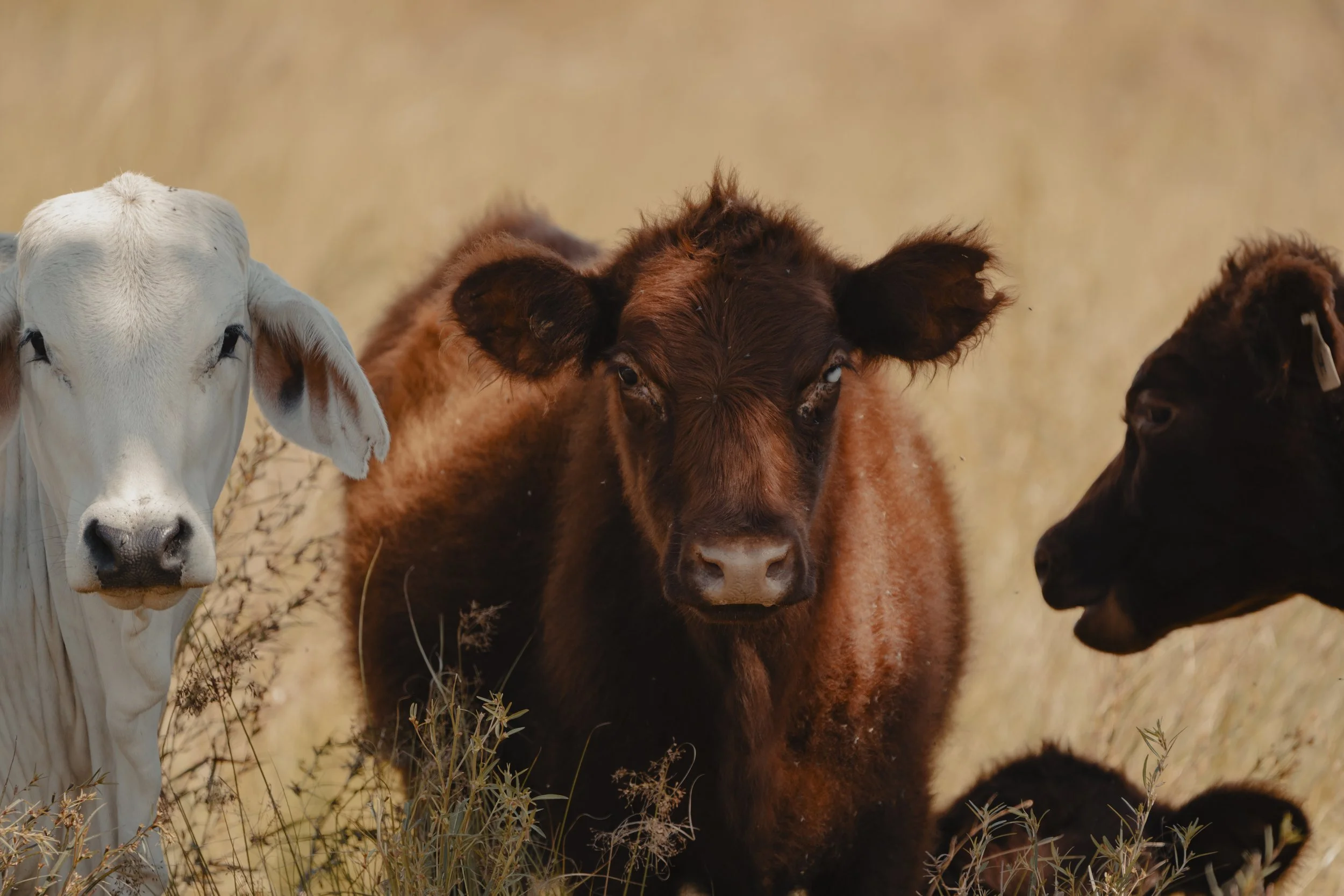 Close-up of three young calves in a grassy field with a blurred natural background.