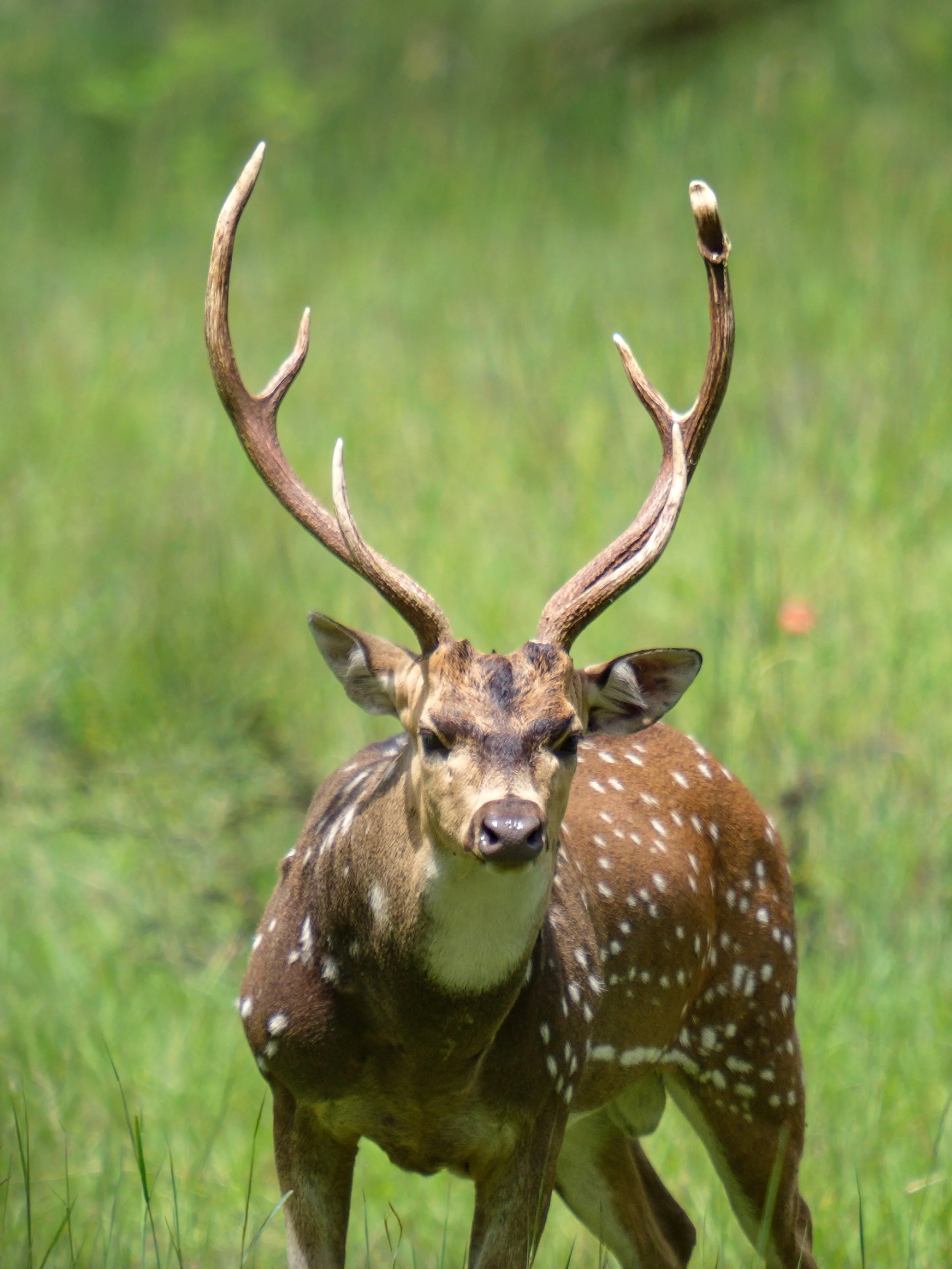 A young male deer with antlers standing in a grassy field.