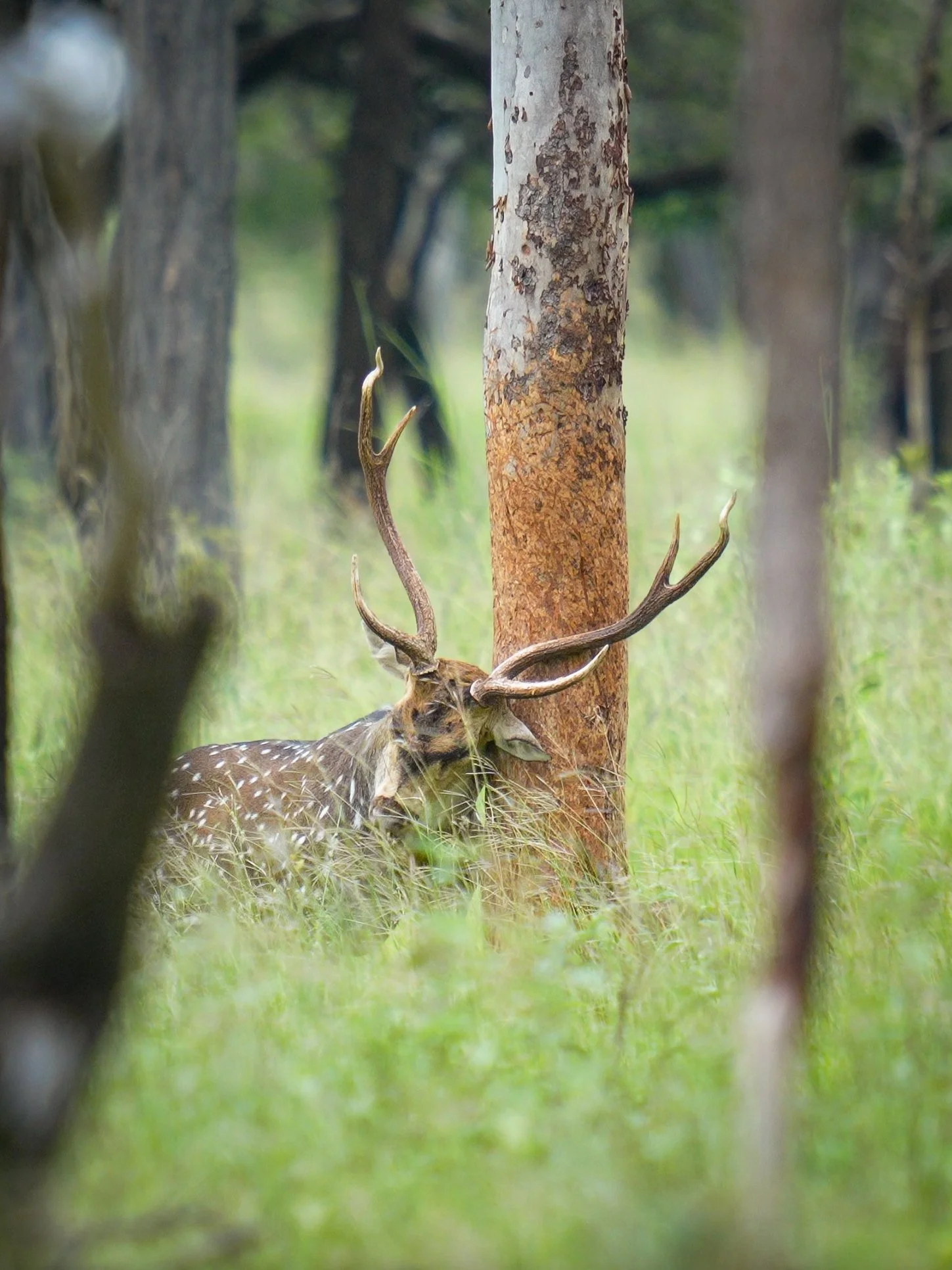 A deer with antlers lying on the grass in a forest, seen through trees.