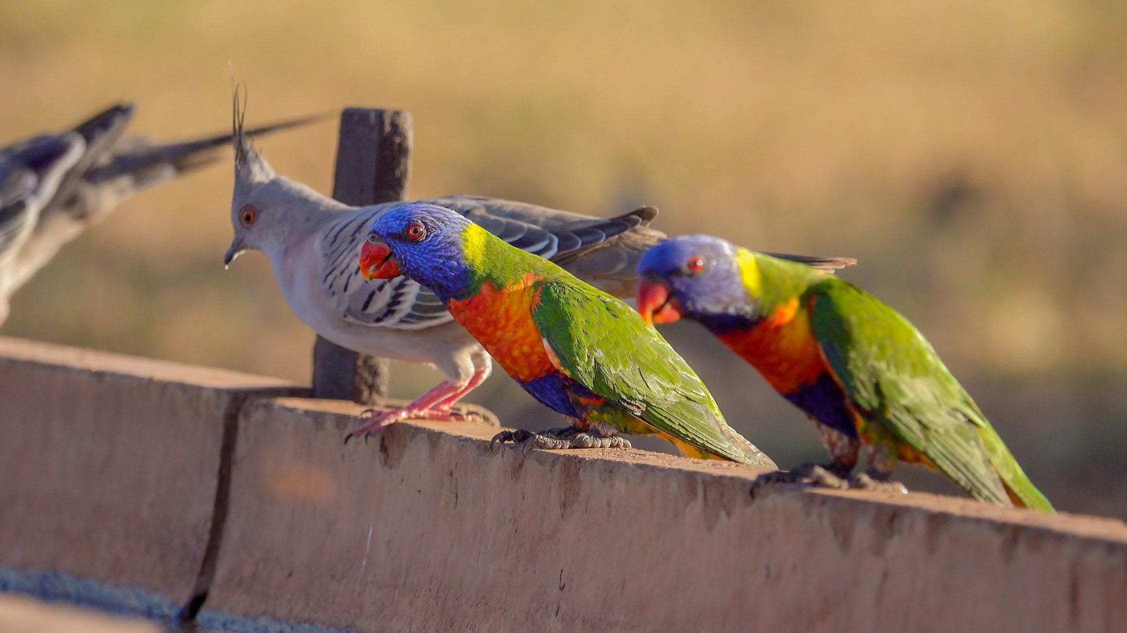 Three colourful rainbow lorikeets (birds) perched on a water trough, with a blurred background of natural outdoors.