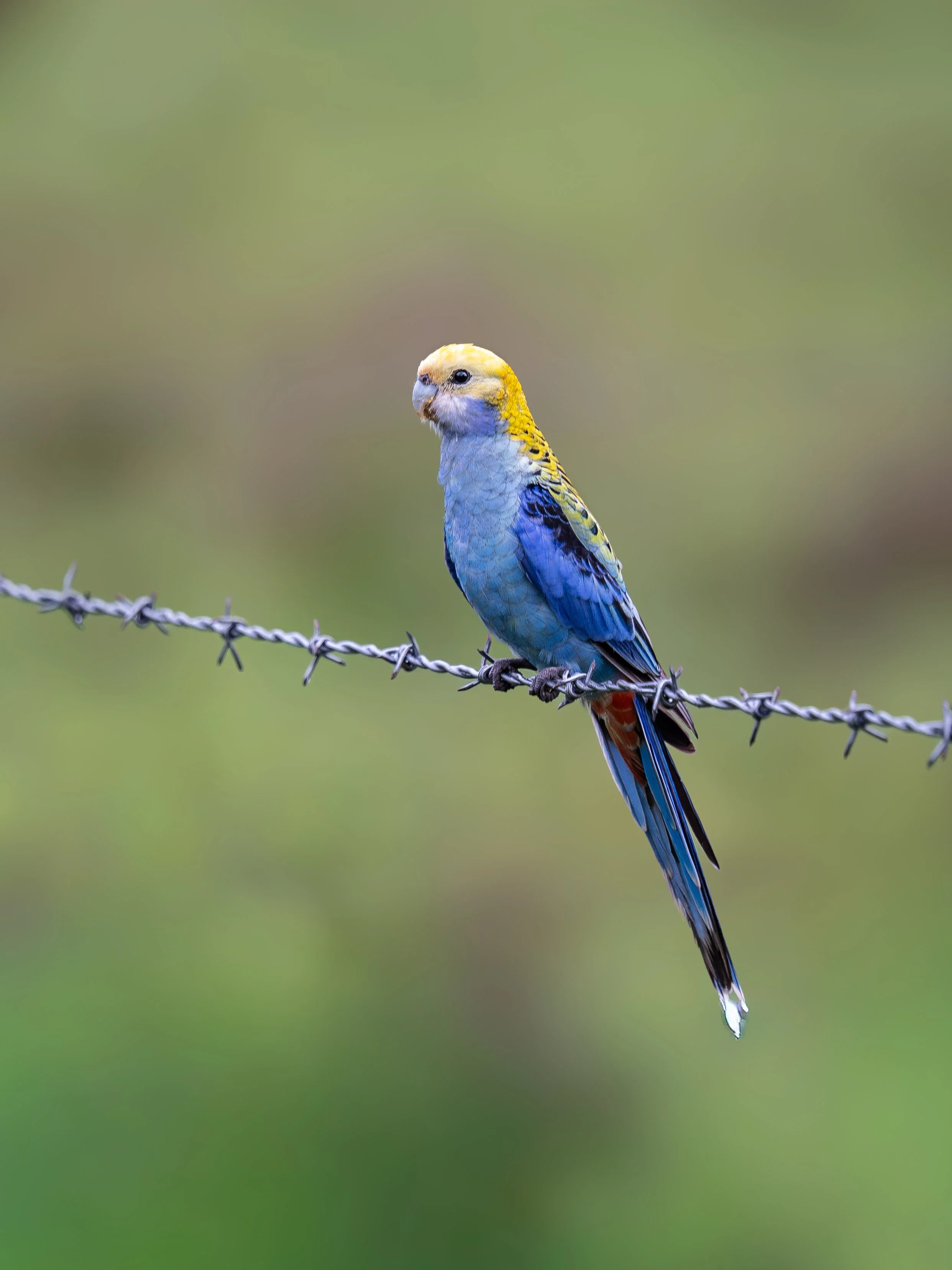 A colorful budgerigar perched on a barbed wire fence with a blurred green background.