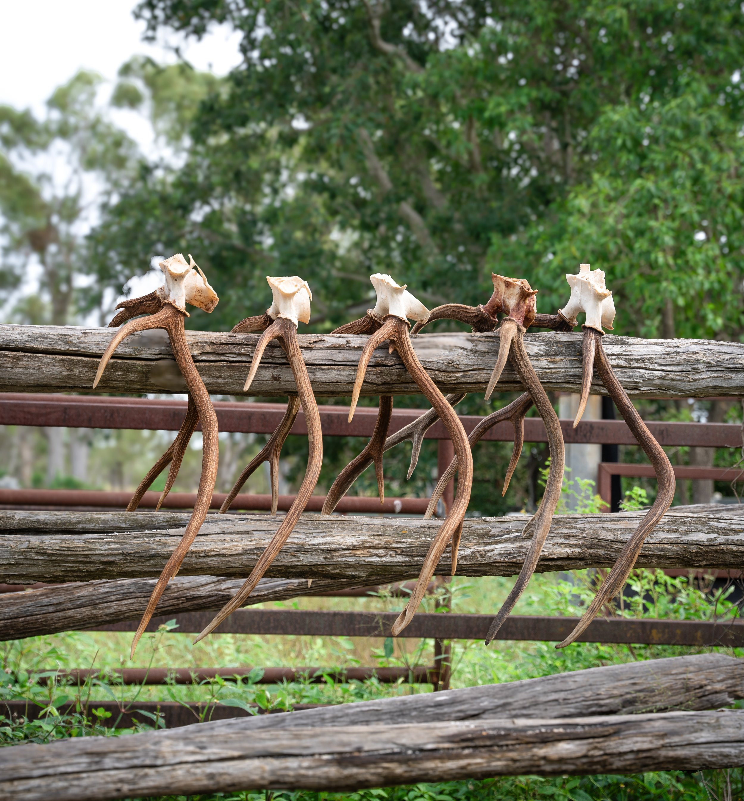Row of dried mushroom stems on a rustic wooden fence, with blurred green trees in the background.