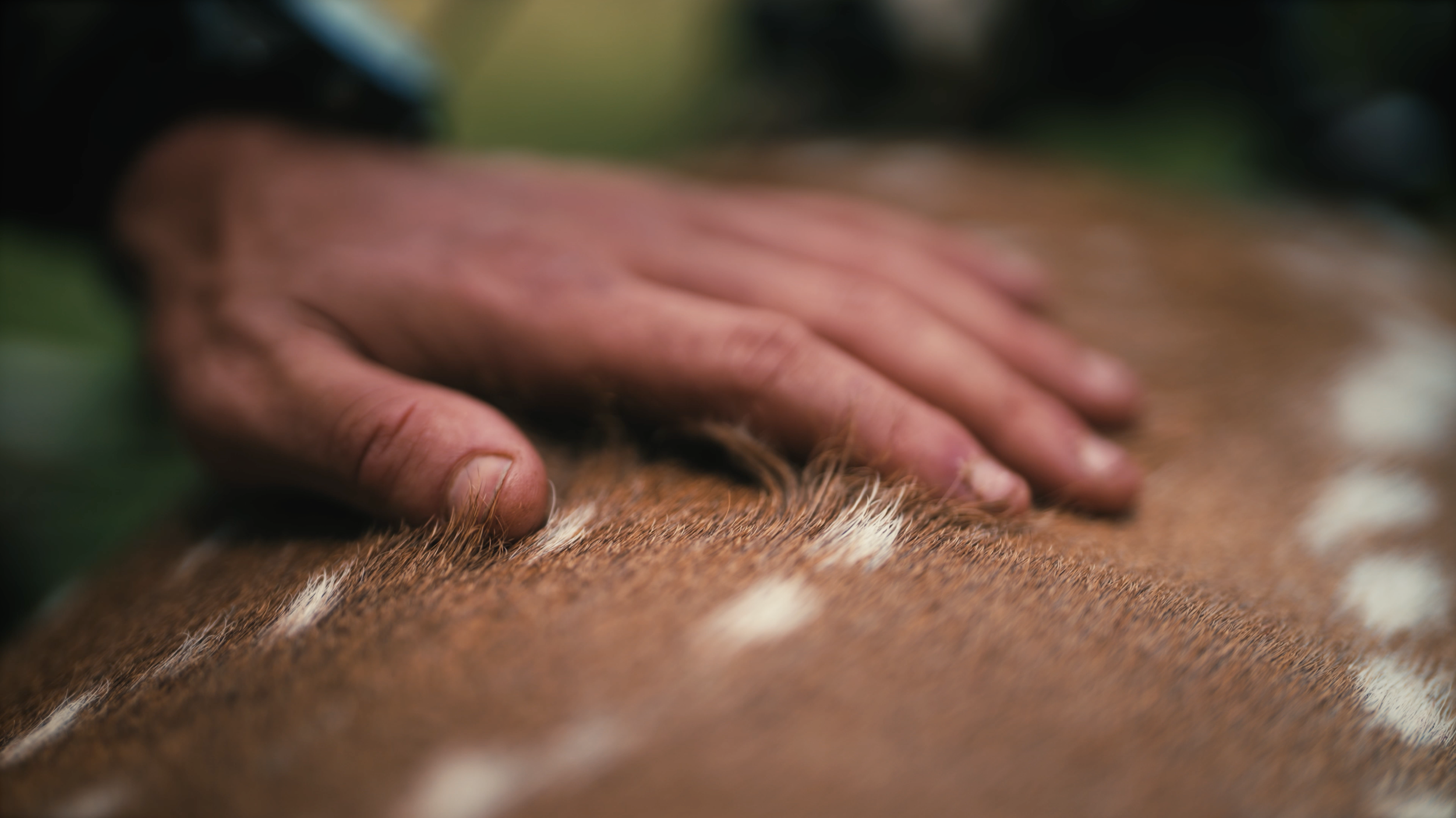 Person's hand massaging a horse's brown and white fur.