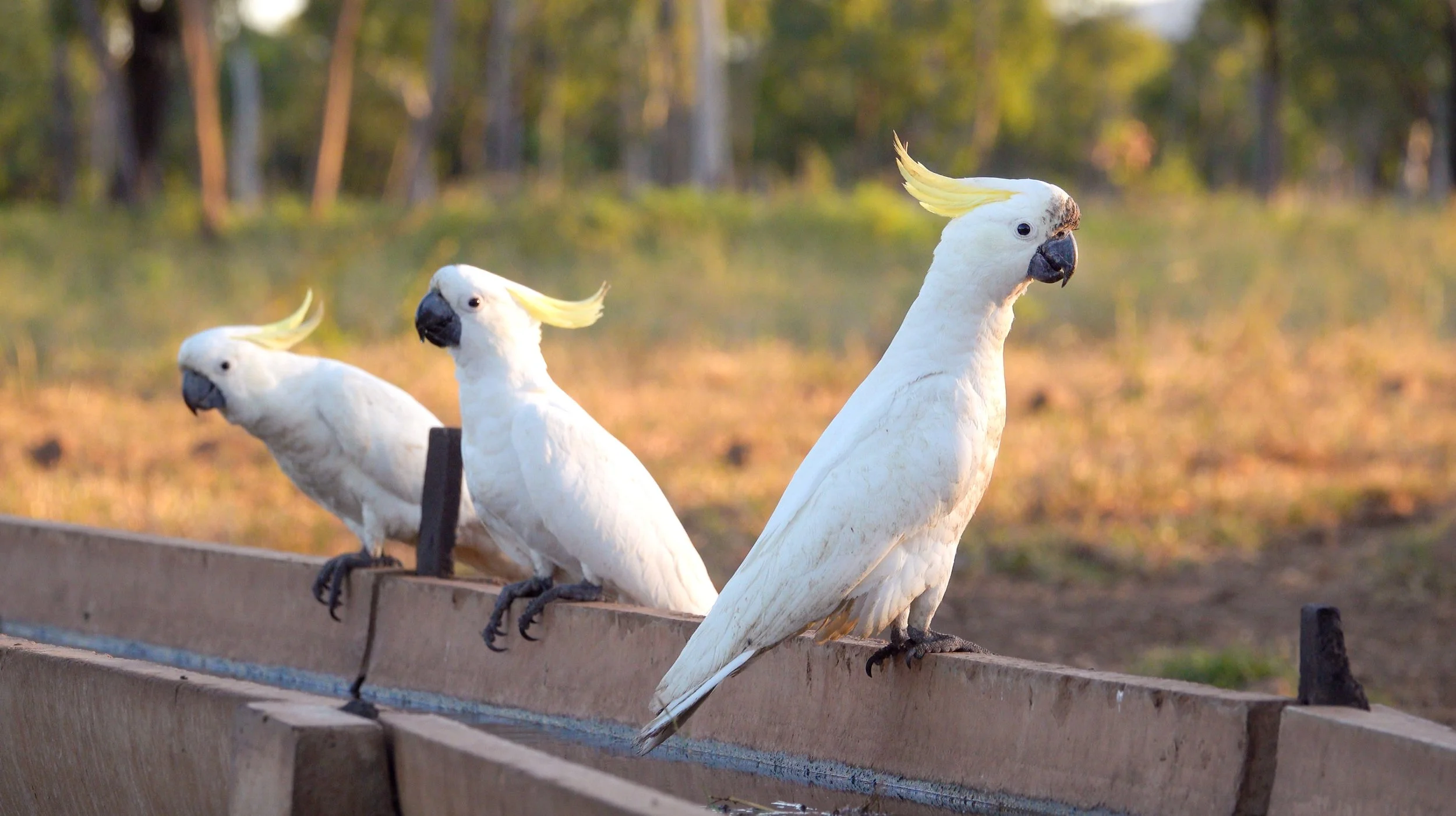 Three white cockatoos with yellow crests perched on a wooden railing outdoors, with trees and sunlight in the background.