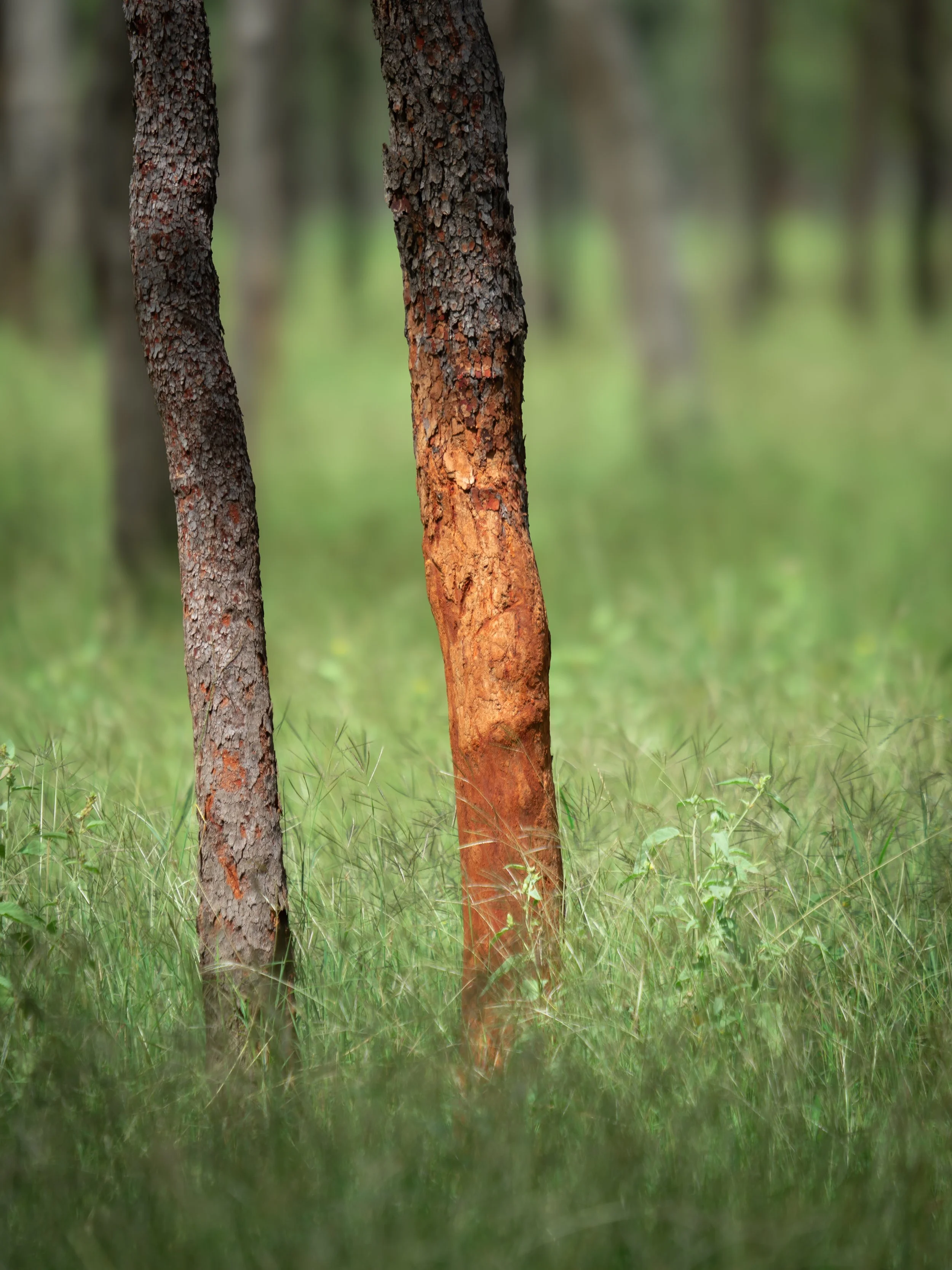 Close-up of two tree trunks in a forest with grass in the foreground and blurred trees in the background.
