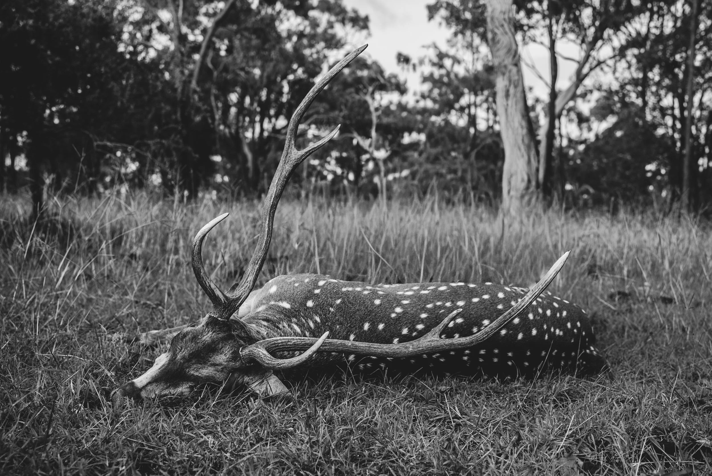 Dead fallow deer with antlers lying on the grass in a forest with trees in the background.