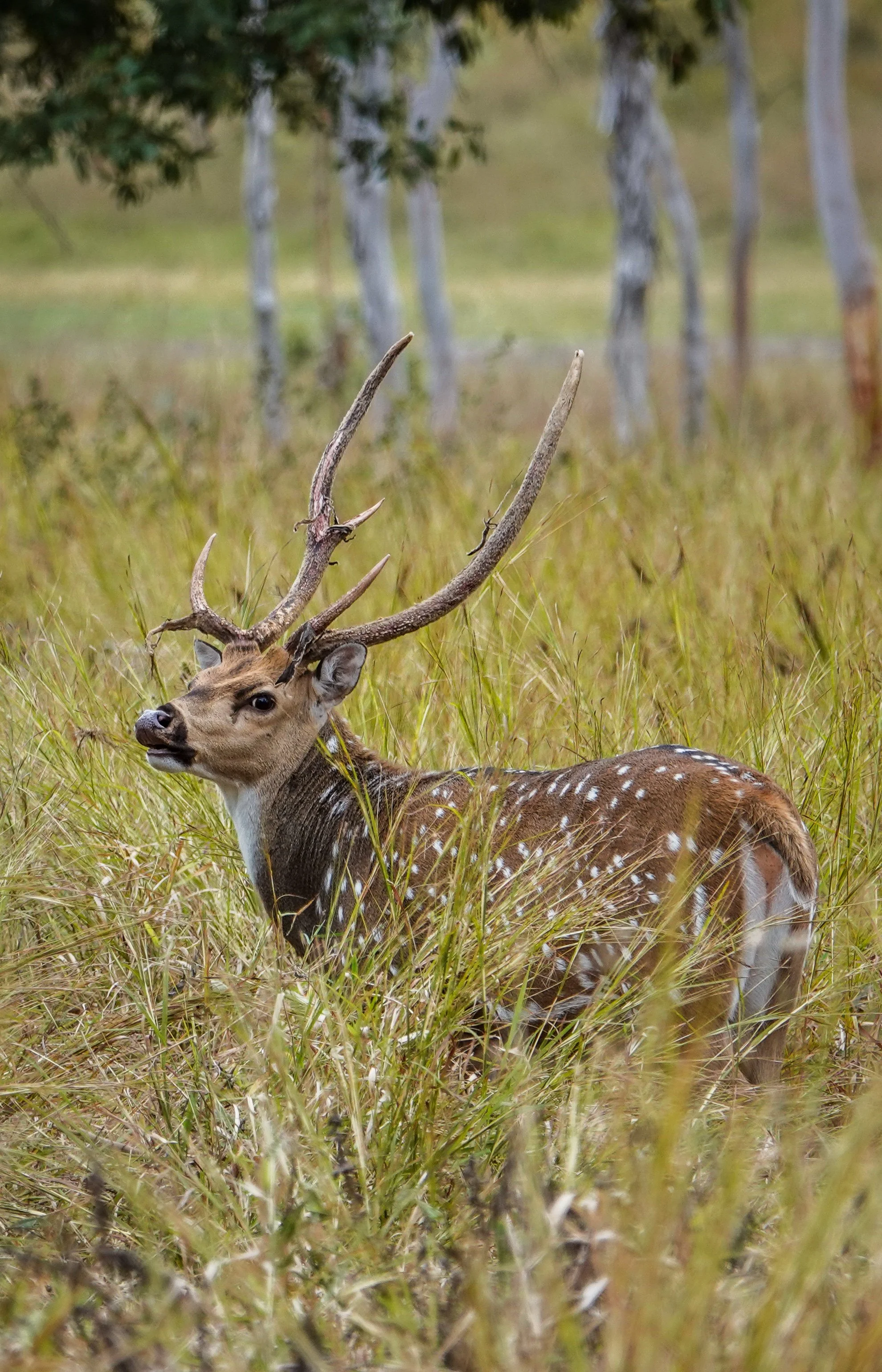 A deer with large antlers lying in tall grass in a wooded area.