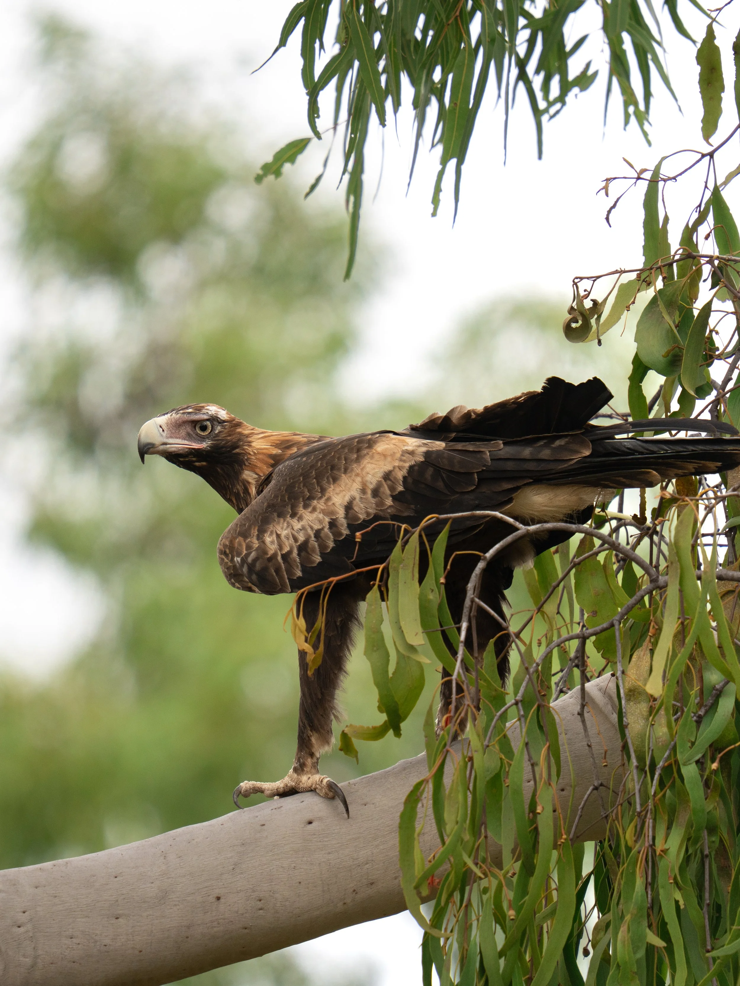 A bird of prey, likely a hawk or an eagle, sitting on a tree branch amidst green leaves with a blurred background.