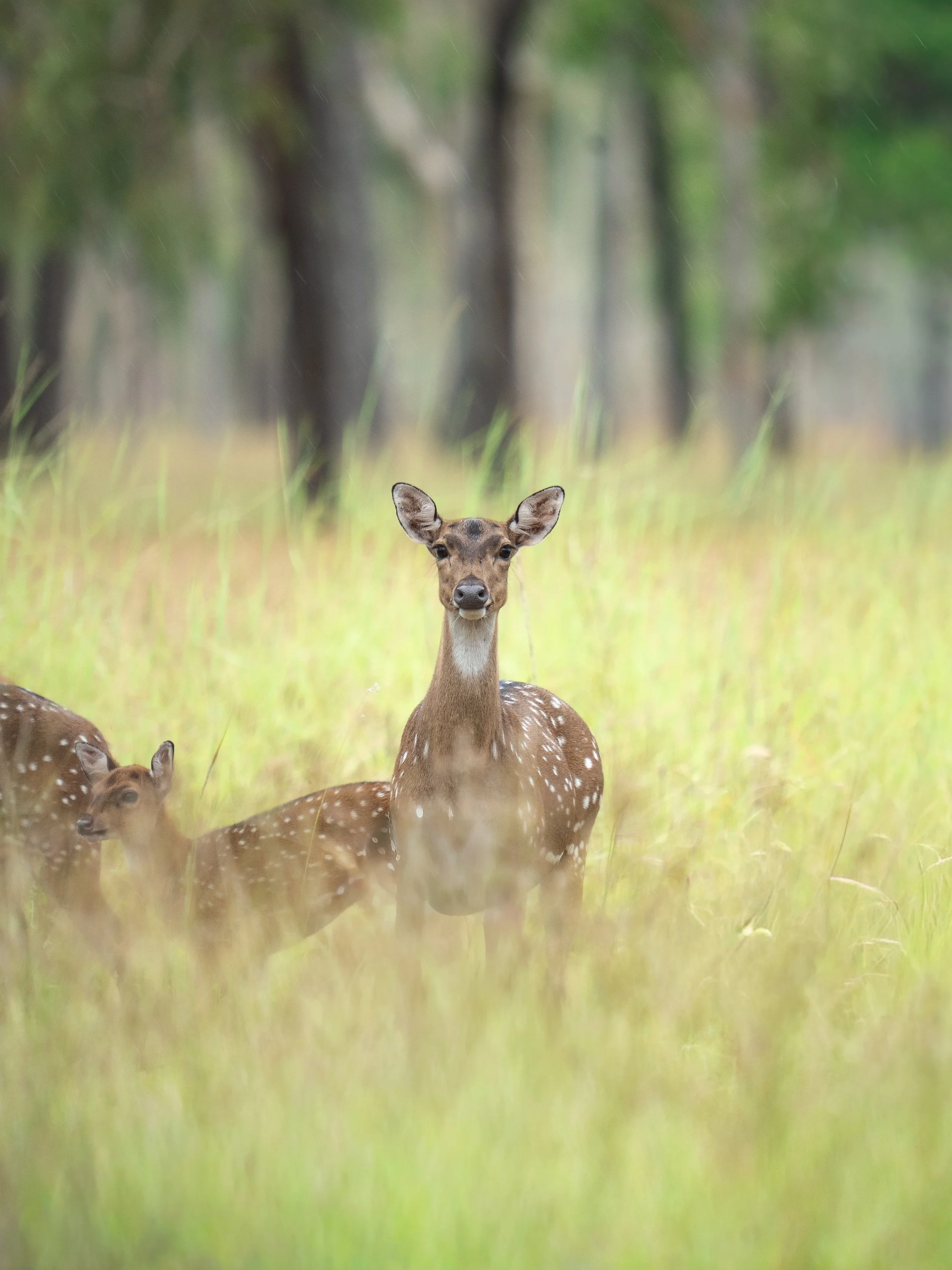 A young deer with white spots on its body standing in a grassy field with trees in the background.
