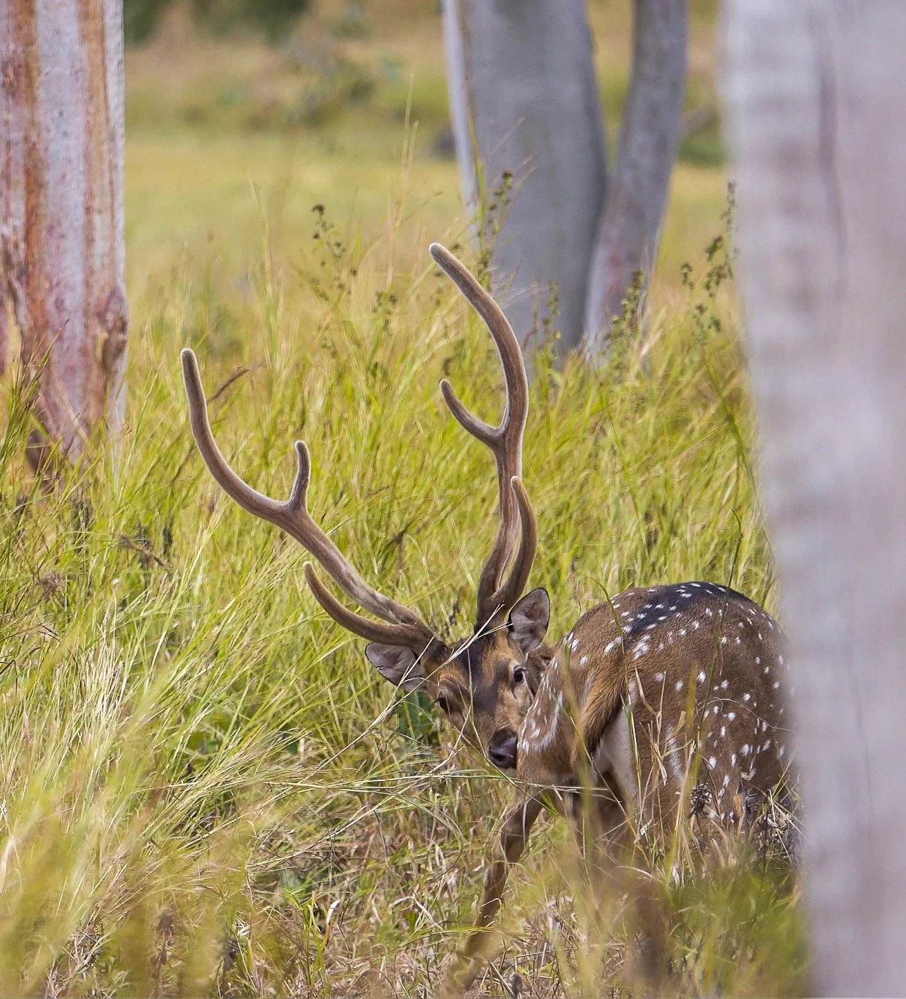A young deer with spots and large antlers standing in tall grass near trees.