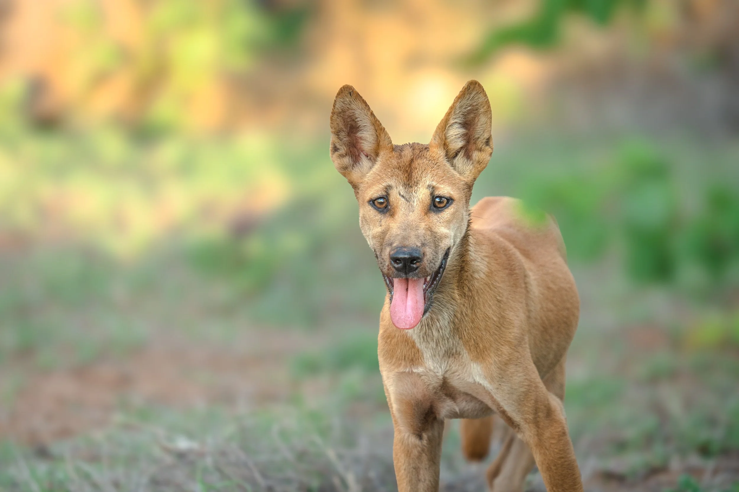 A brown dog with large ears and bright eyes, standing outdoors in a natural setting with blurred green and yellow foliage in the background.