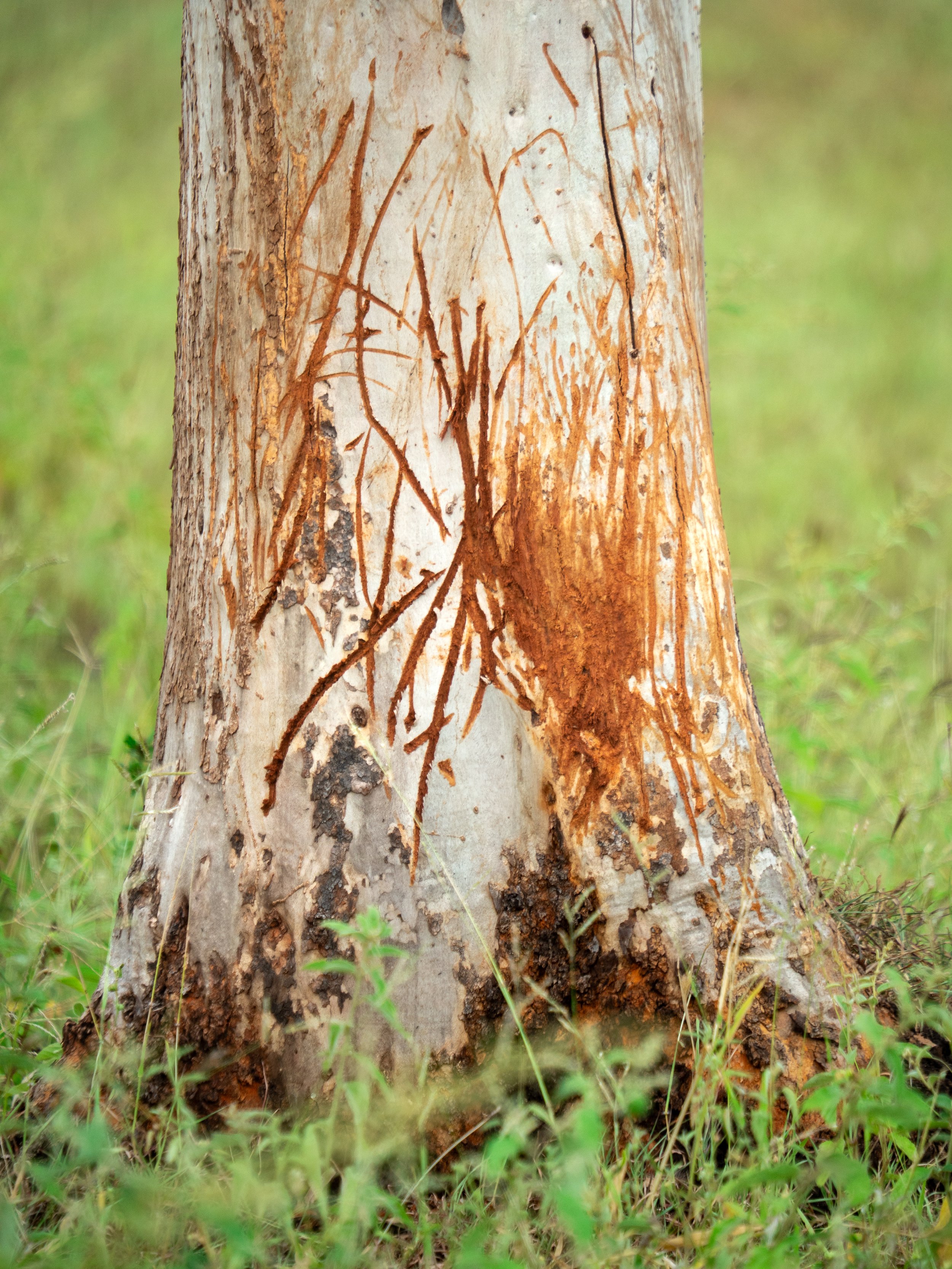 Close-up of a tree trunk with peeled bark, revealing reddish-brown inner bark, surrounded by green grass.