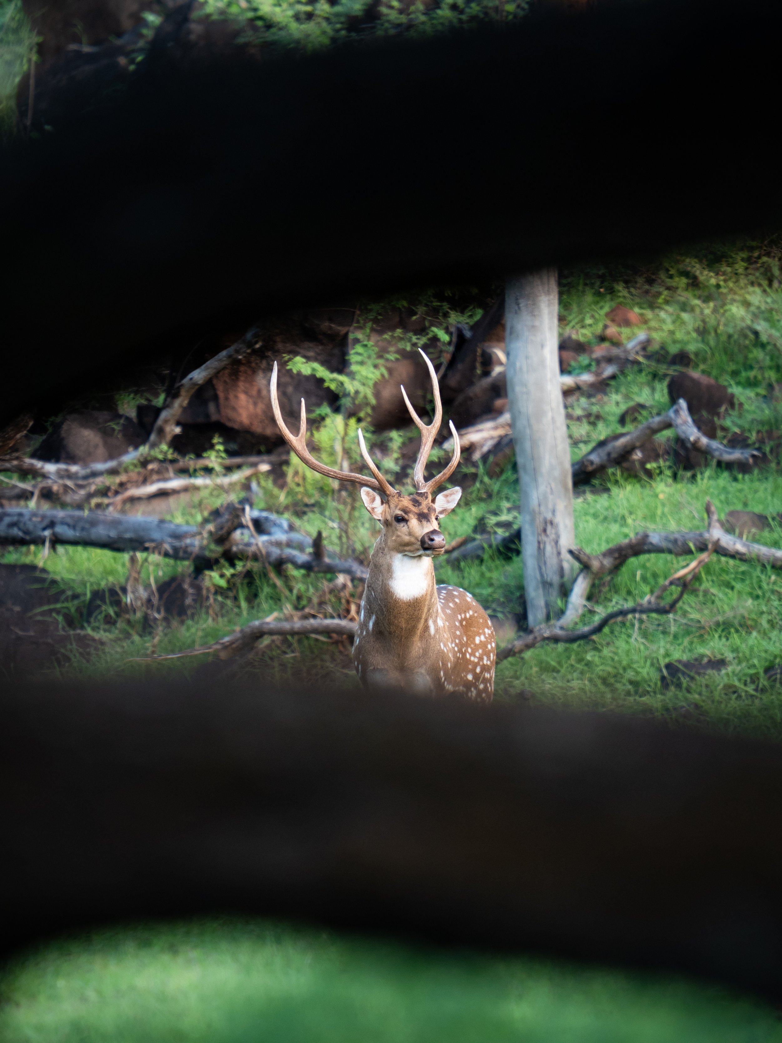A deer with large antlers standing in a grassy area with rocks and logs, seen through a broken gap in a black object.