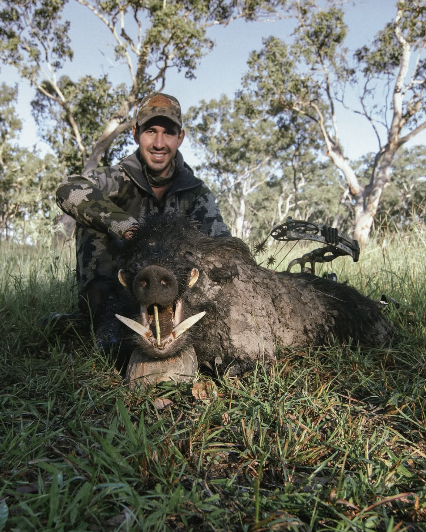 A hunter in camouflage clothing kneels behind a large, dead wild boar with big tusks, in a grassy outdoor area with trees in the background, and a compound bow resting on the boar's body.
