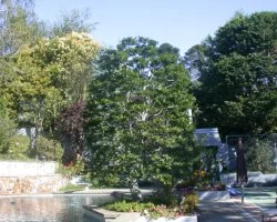 | Crown Shaping | Trimming to enhance the visual appearance of the tree.