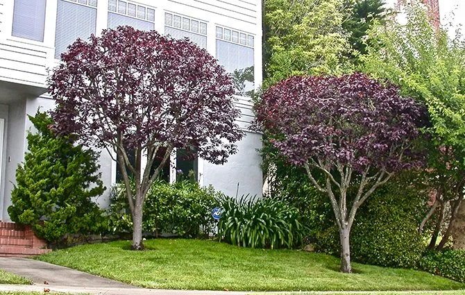 Two purple-leaved trees in a residential yard, with green bushes and a lawn, in front of a white house with large windows.
