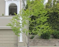 | Structural Pruning | Pruning young trees or a tree that has not been pruned for many years to remove duplicating branches, branches with narrow attachment angles, and to define the future structure of the tree.