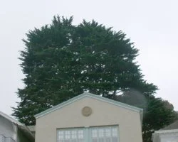 Crown Density Reduction: Before